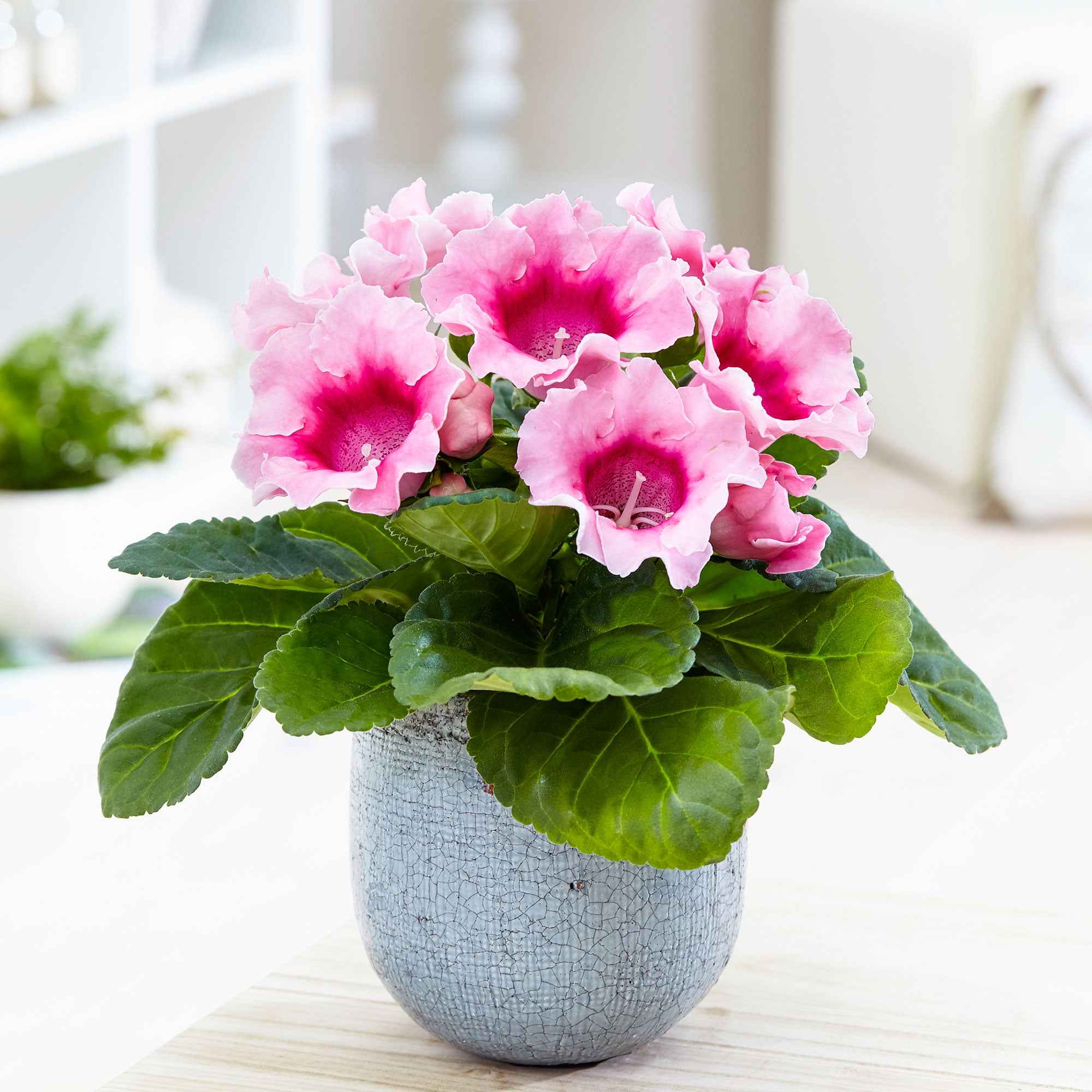 Miniatuur 1