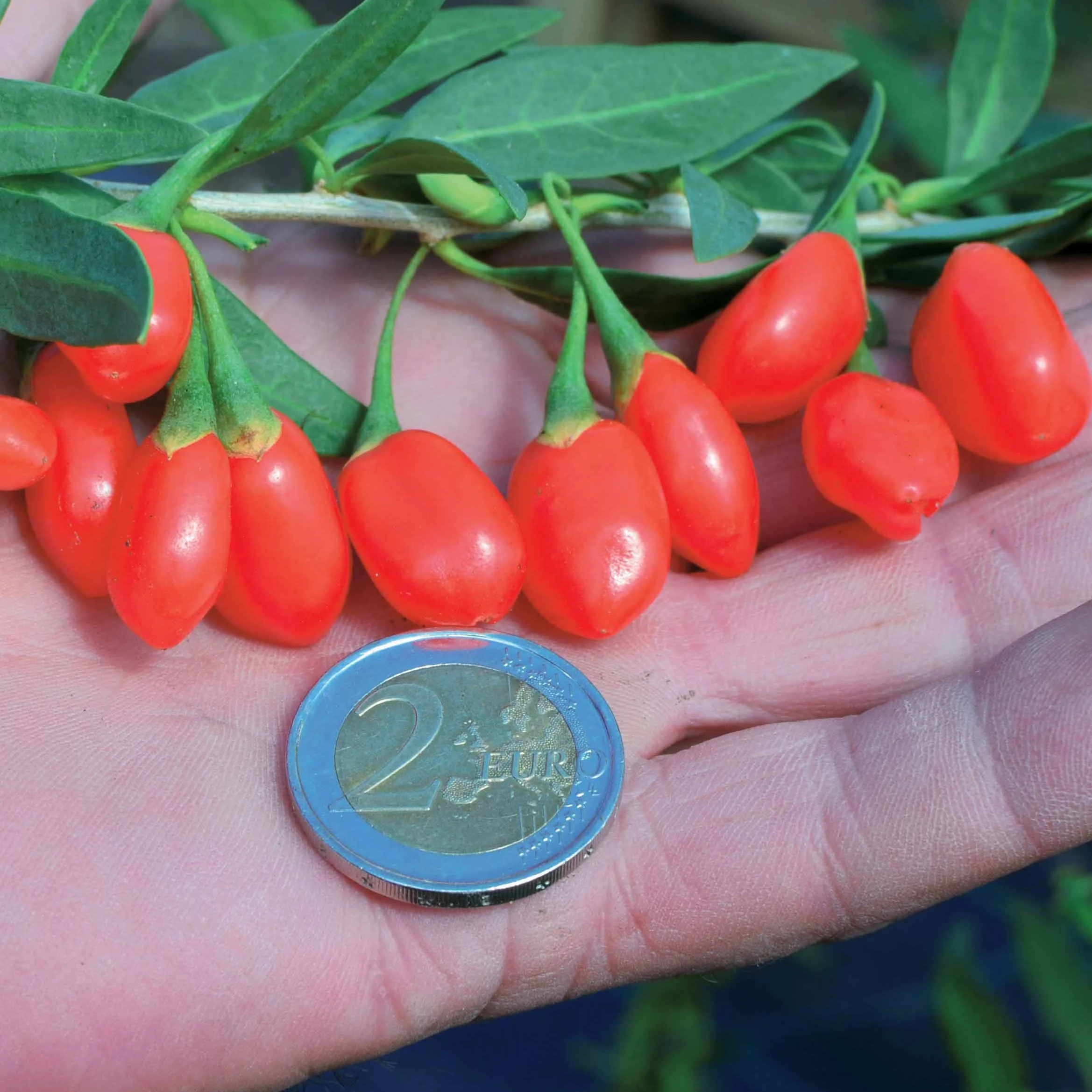 Miniatuur 2