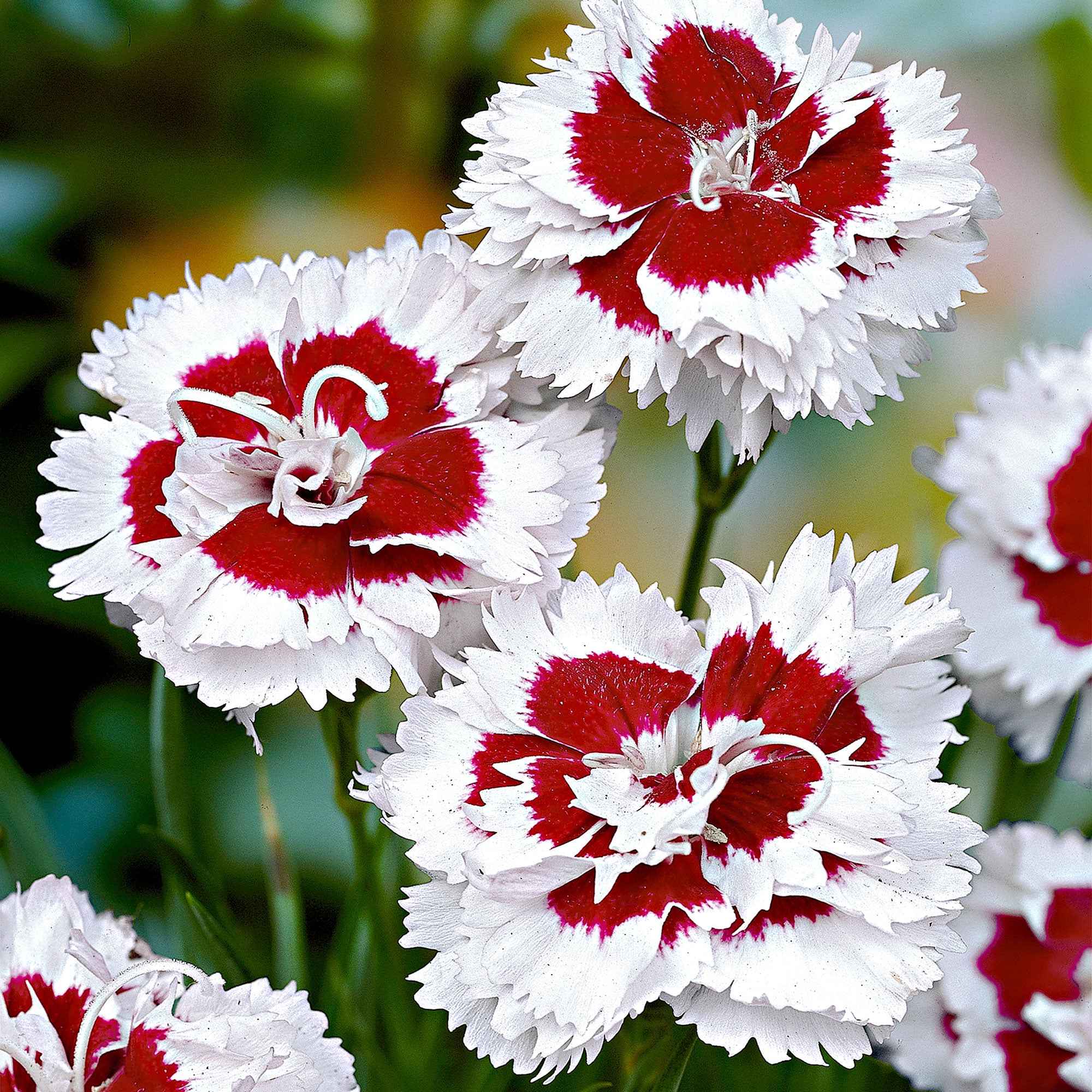 Miniatuur 1