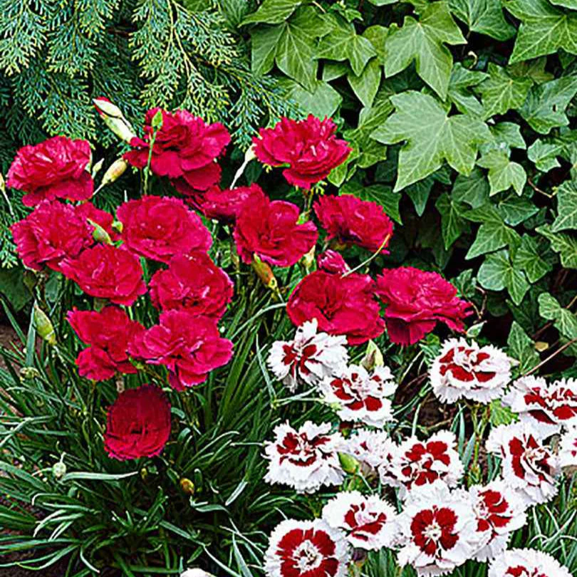 Miniatuur 1