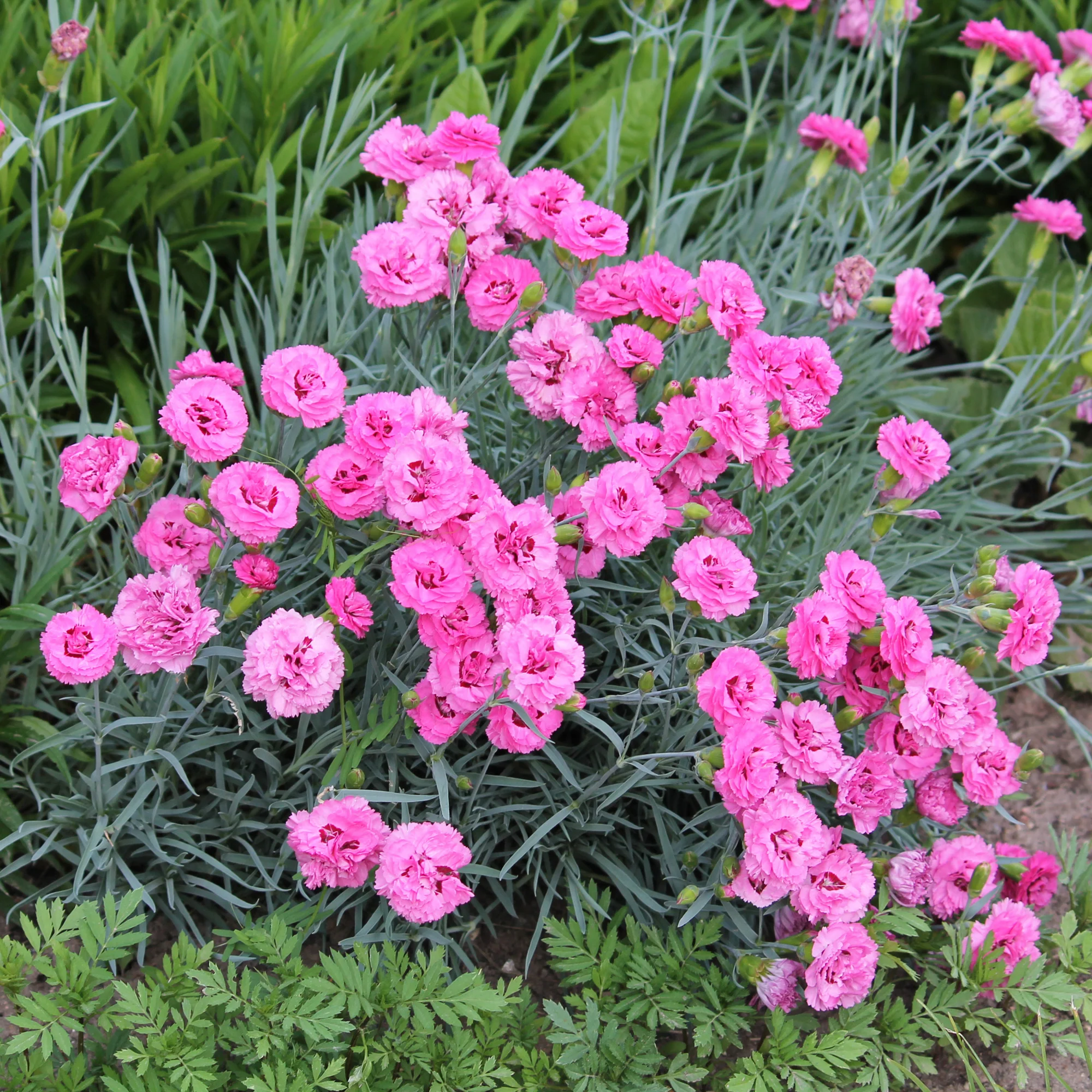 Miniatuur 2