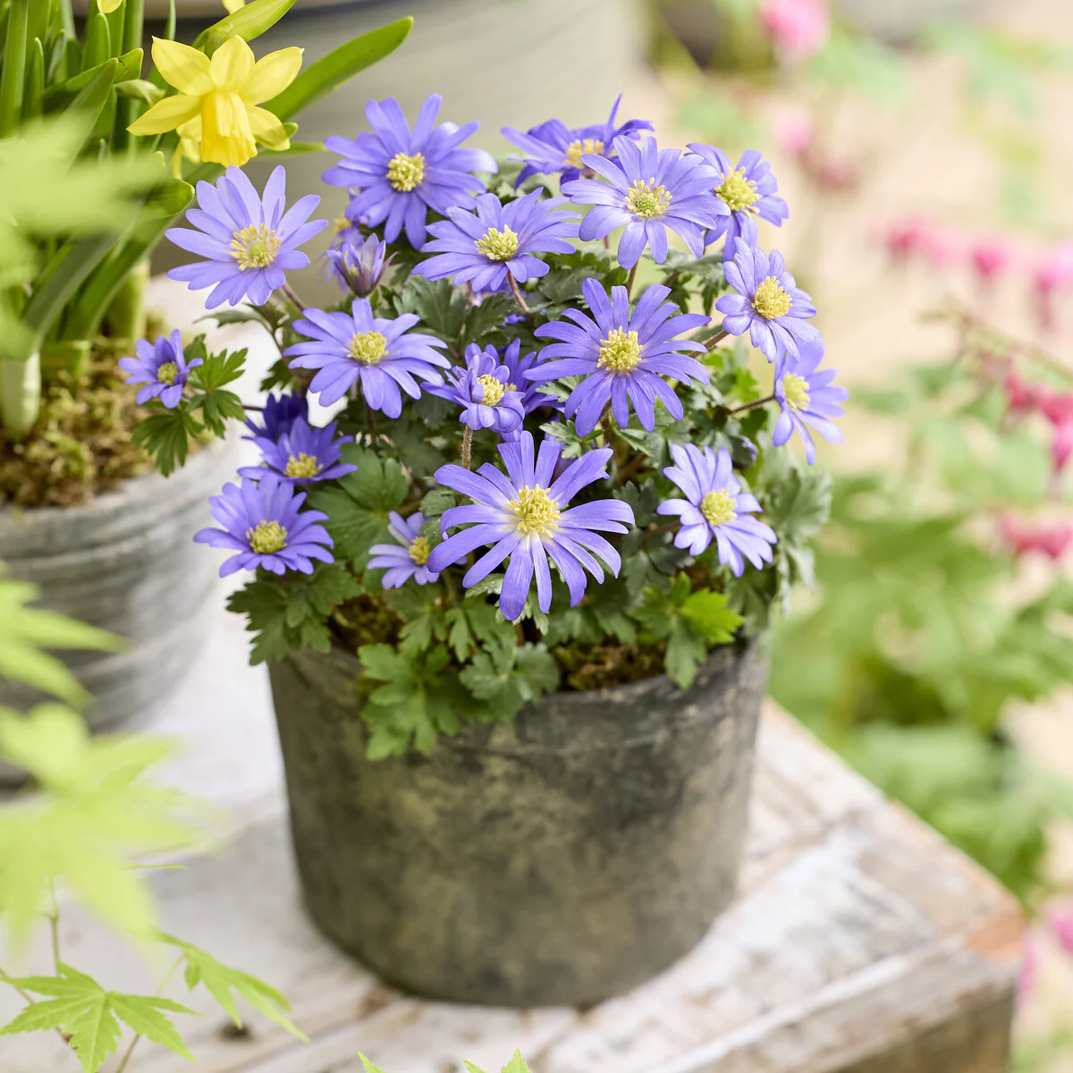 Miniatuur 2