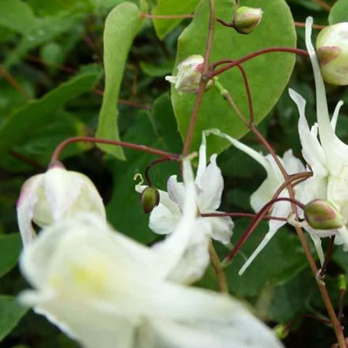 Miniatuur 1