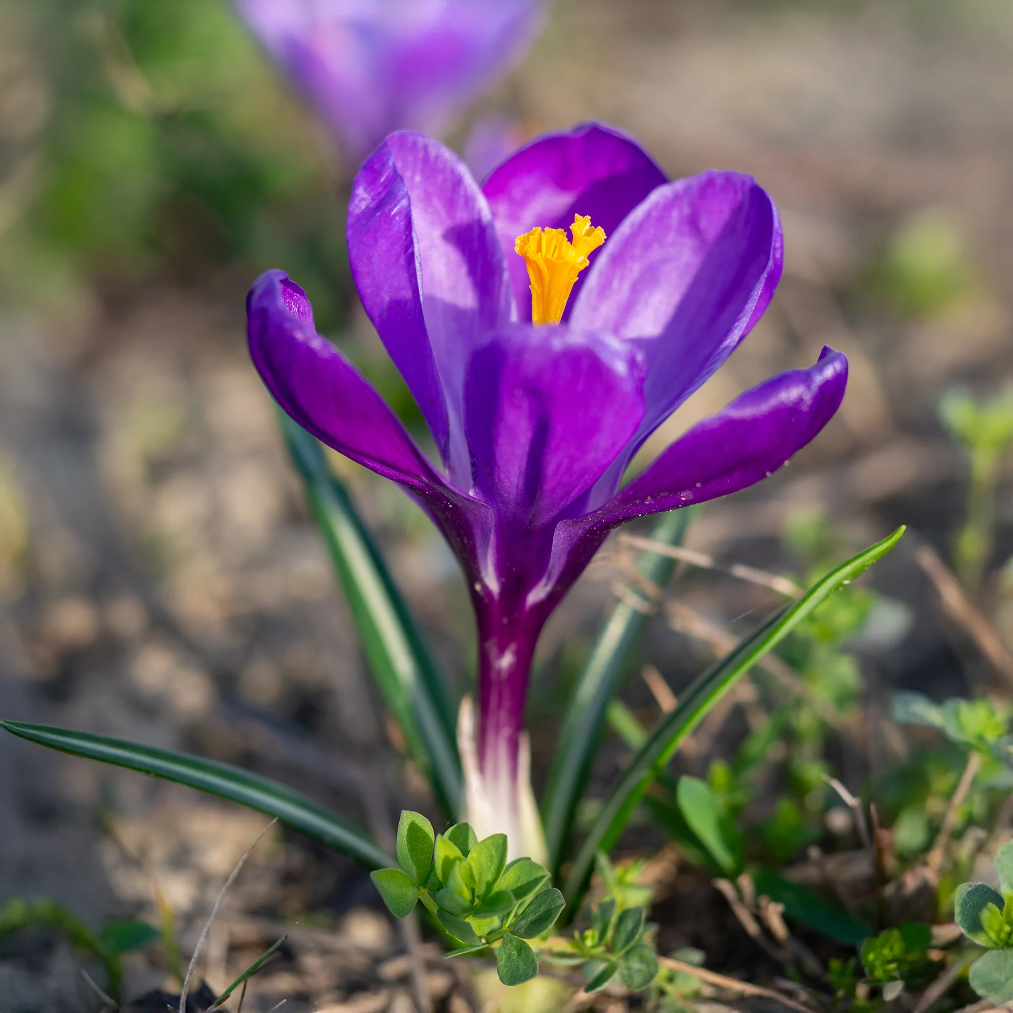 Miniatuur 2