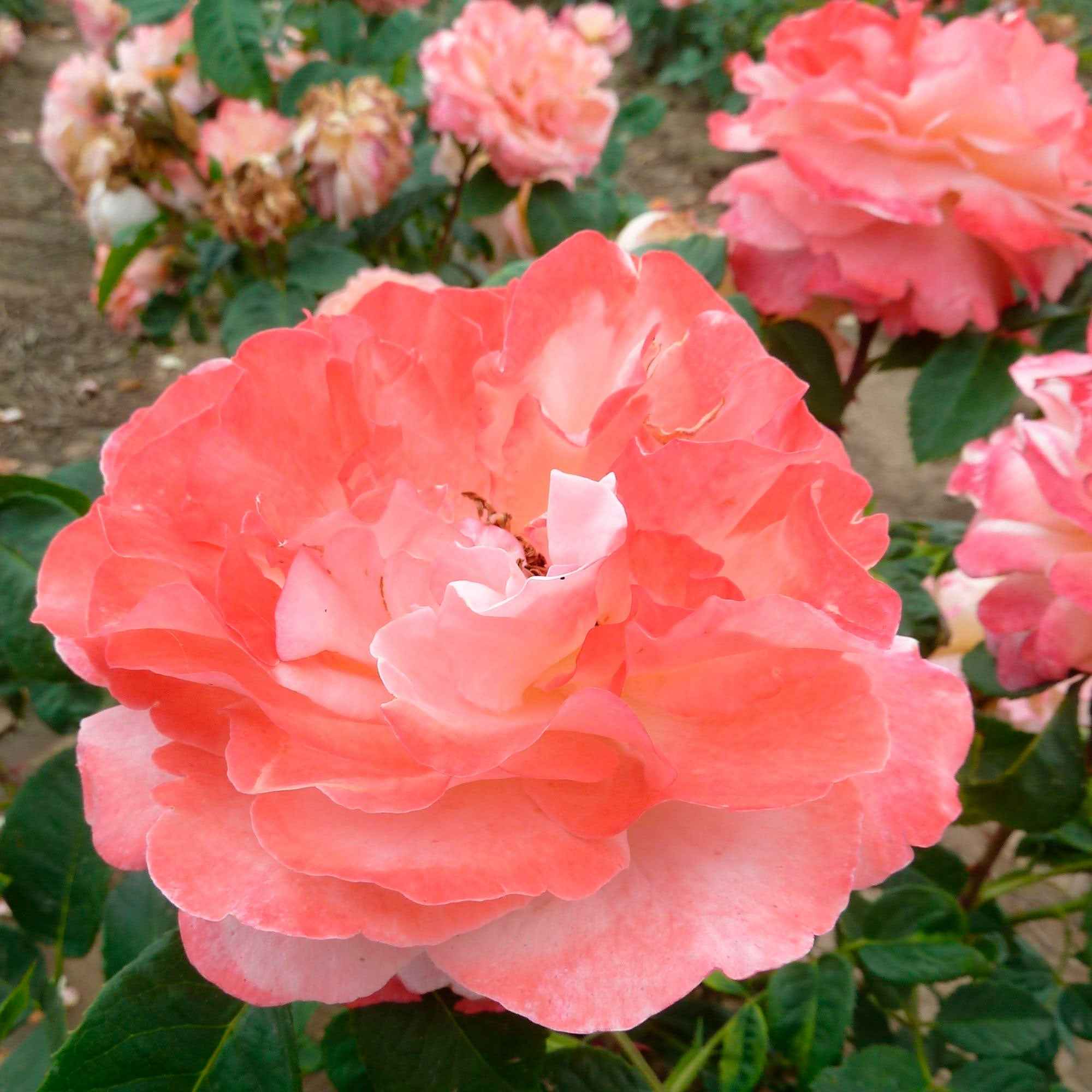 Miniatuur 2