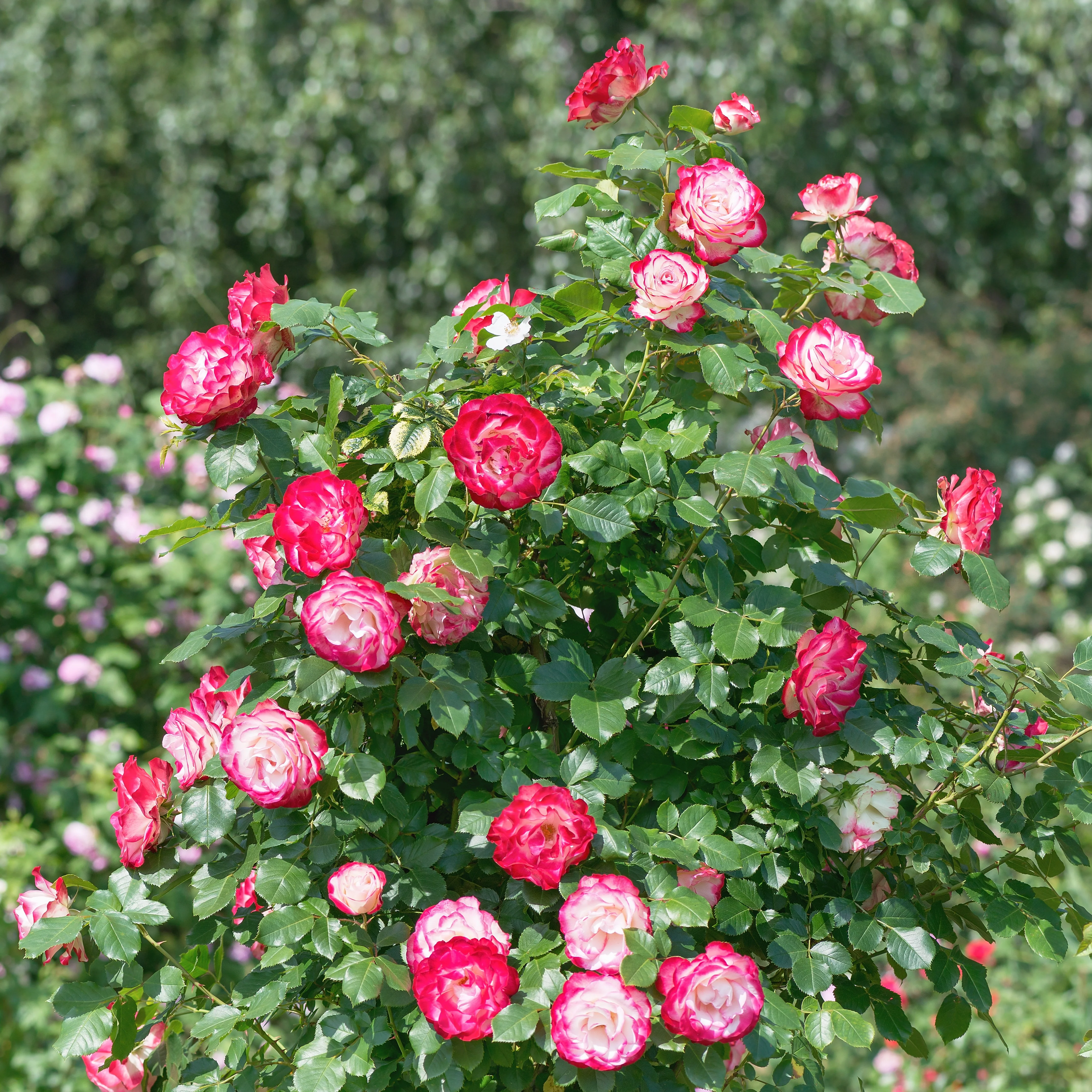 Miniatuur 2