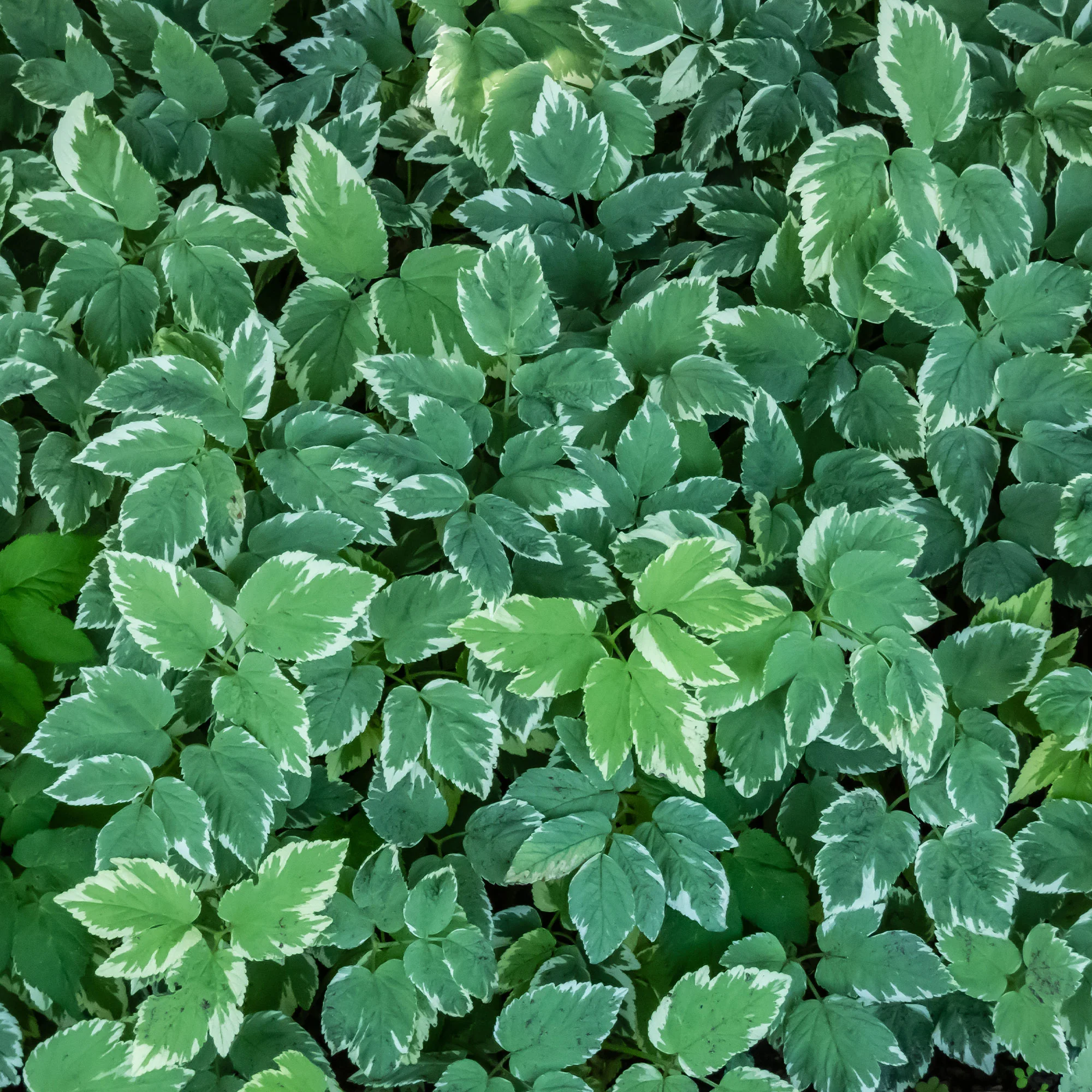 Miniatuur 2