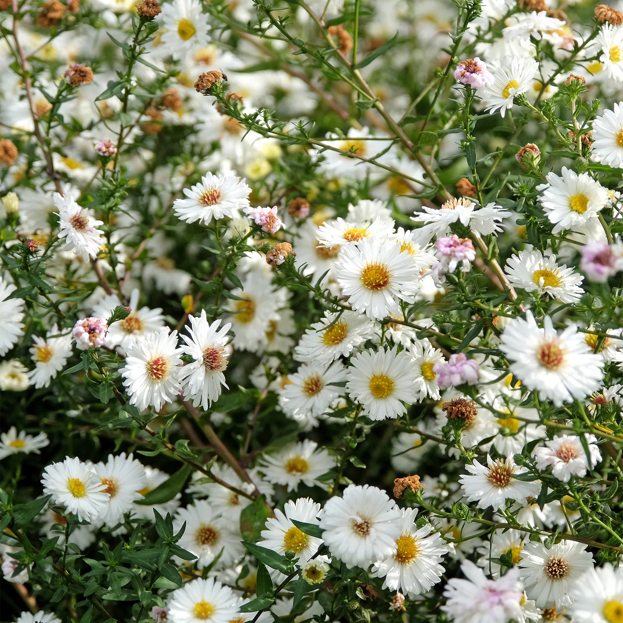 Miniatuur 2