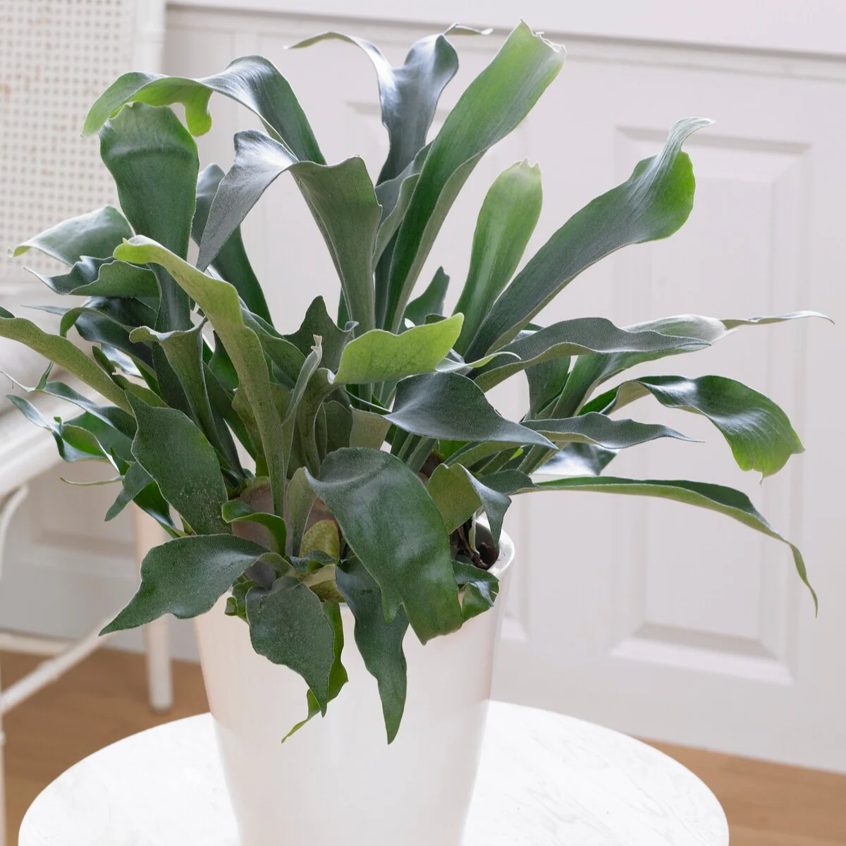 Miniatuur 1