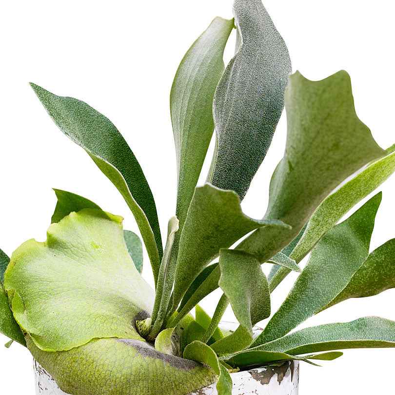 Miniatuur 2