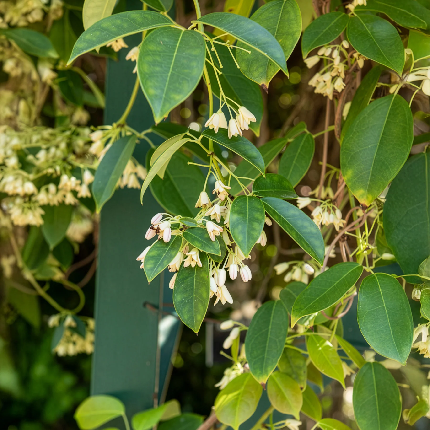 Miniatuur 1