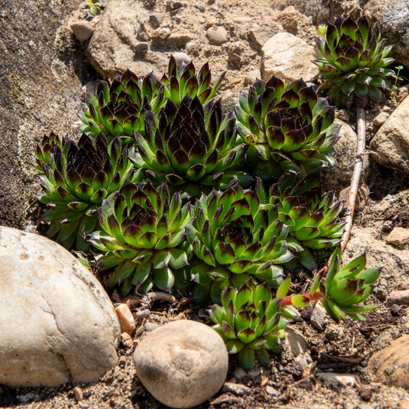 Miniatuur 1