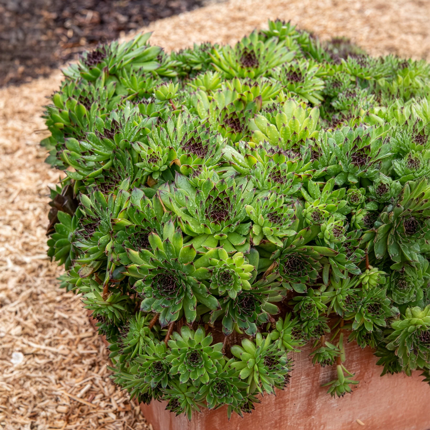 Miniatuur 2