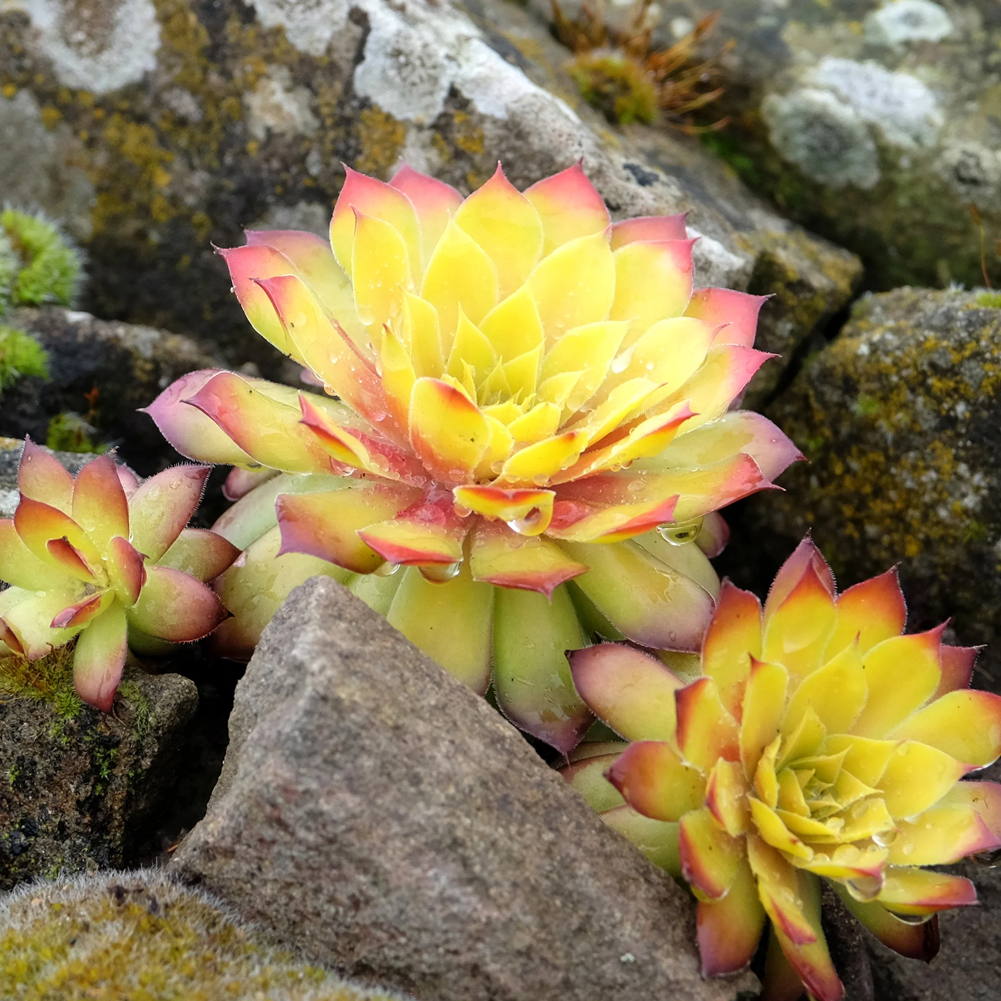 Nieuwe tuinplanten