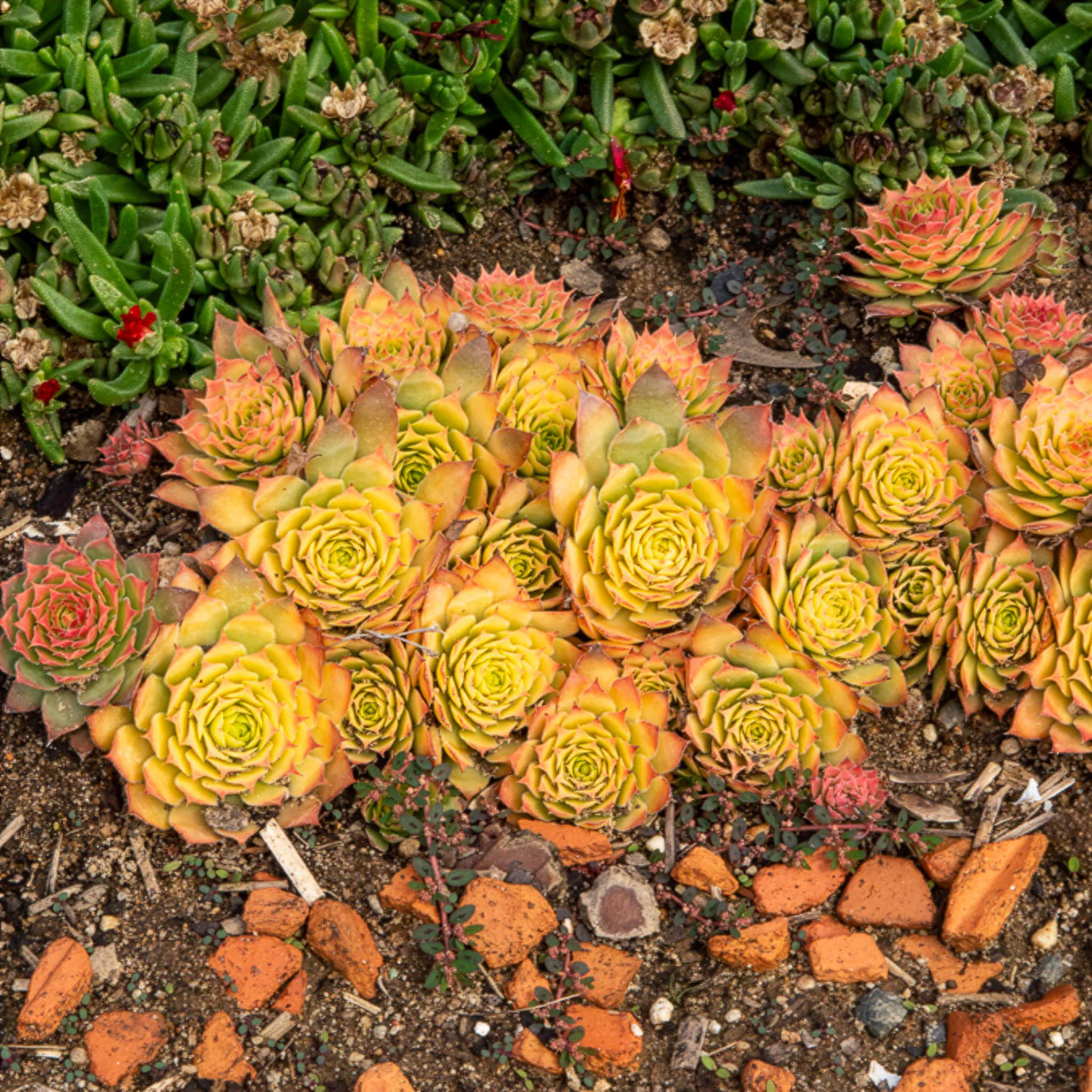 Miniatuur 2