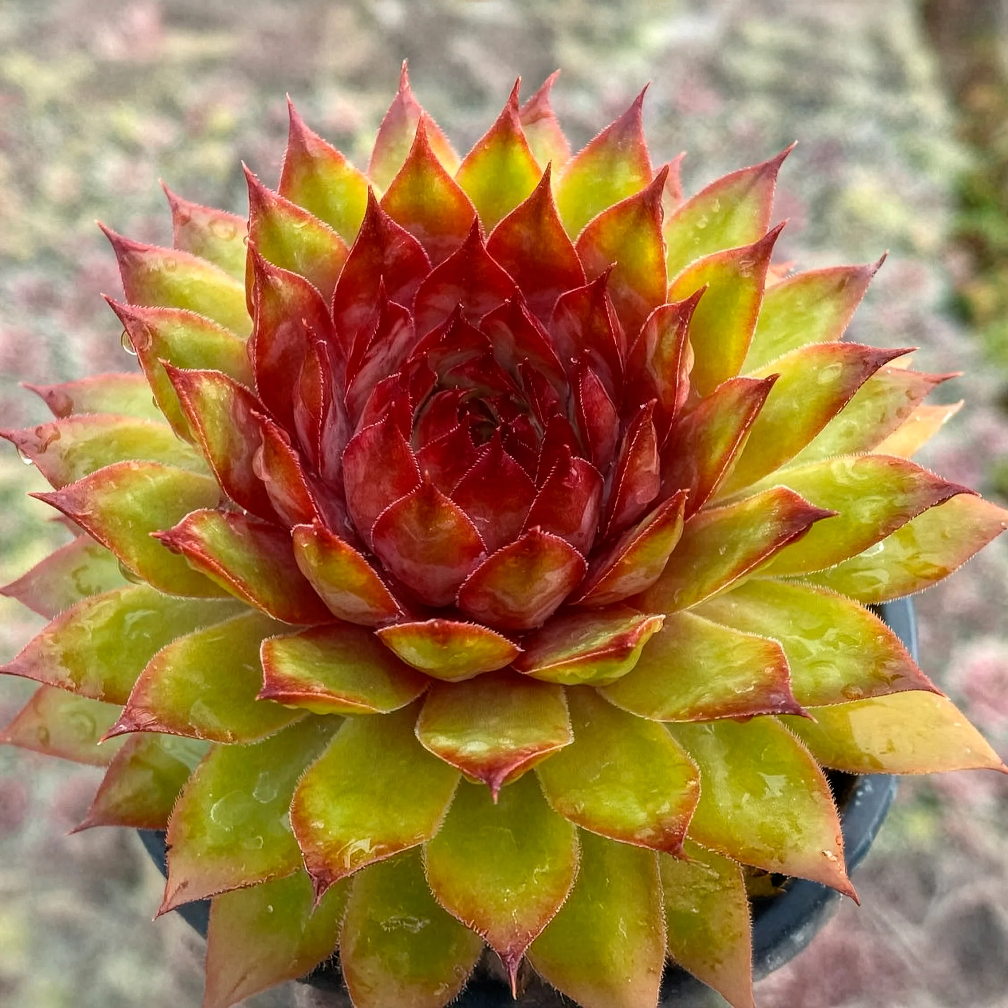 Miniatuur 1