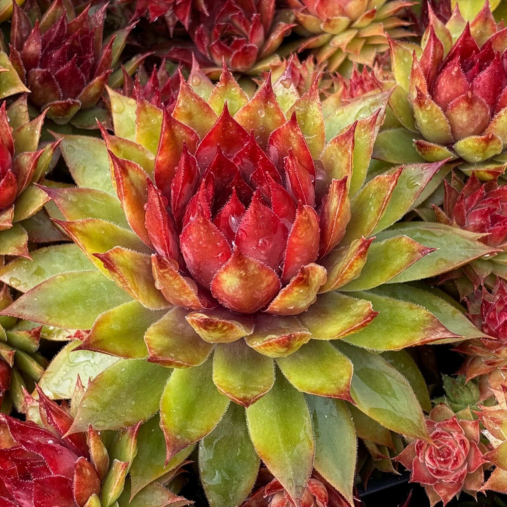 Miniatuur 2