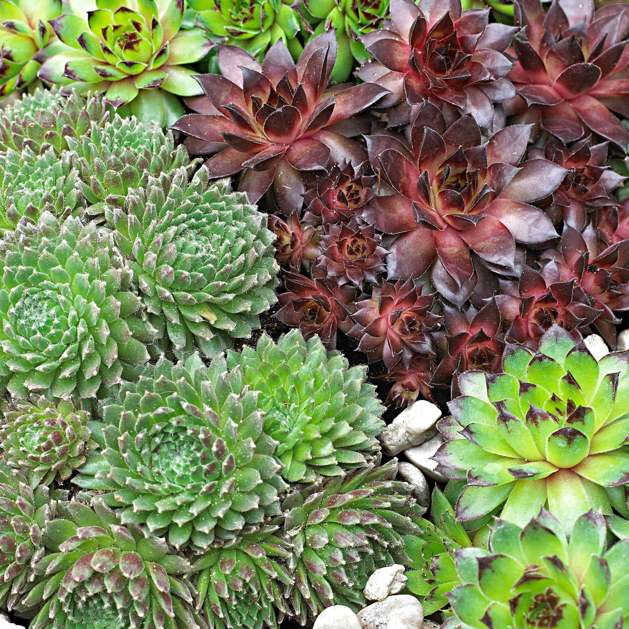 Miniatuur 1