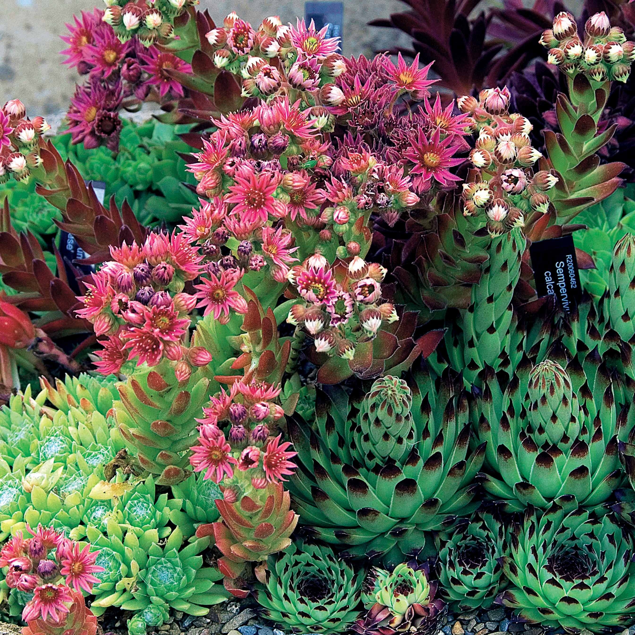 Miniatuur 2