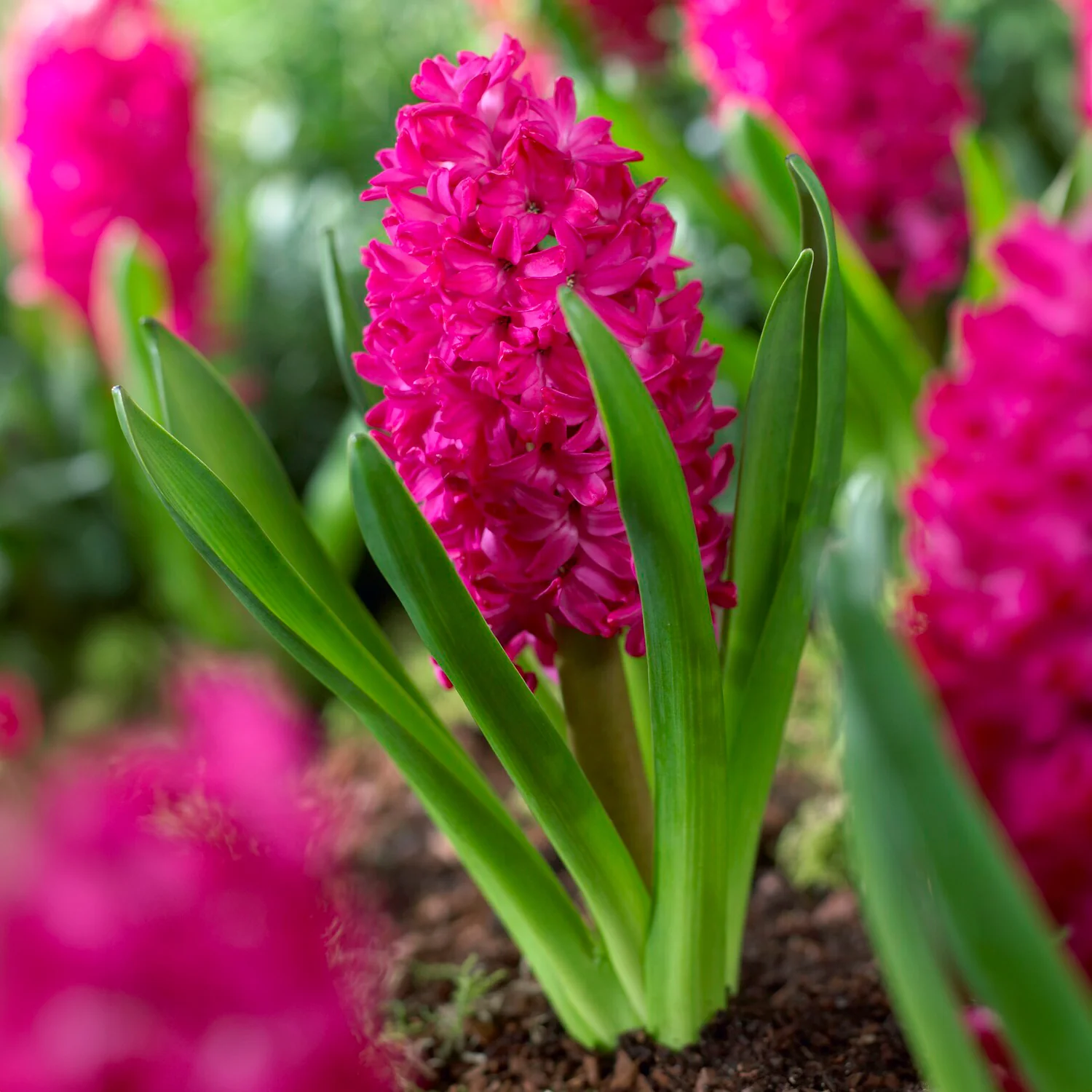 Miniatuur 1