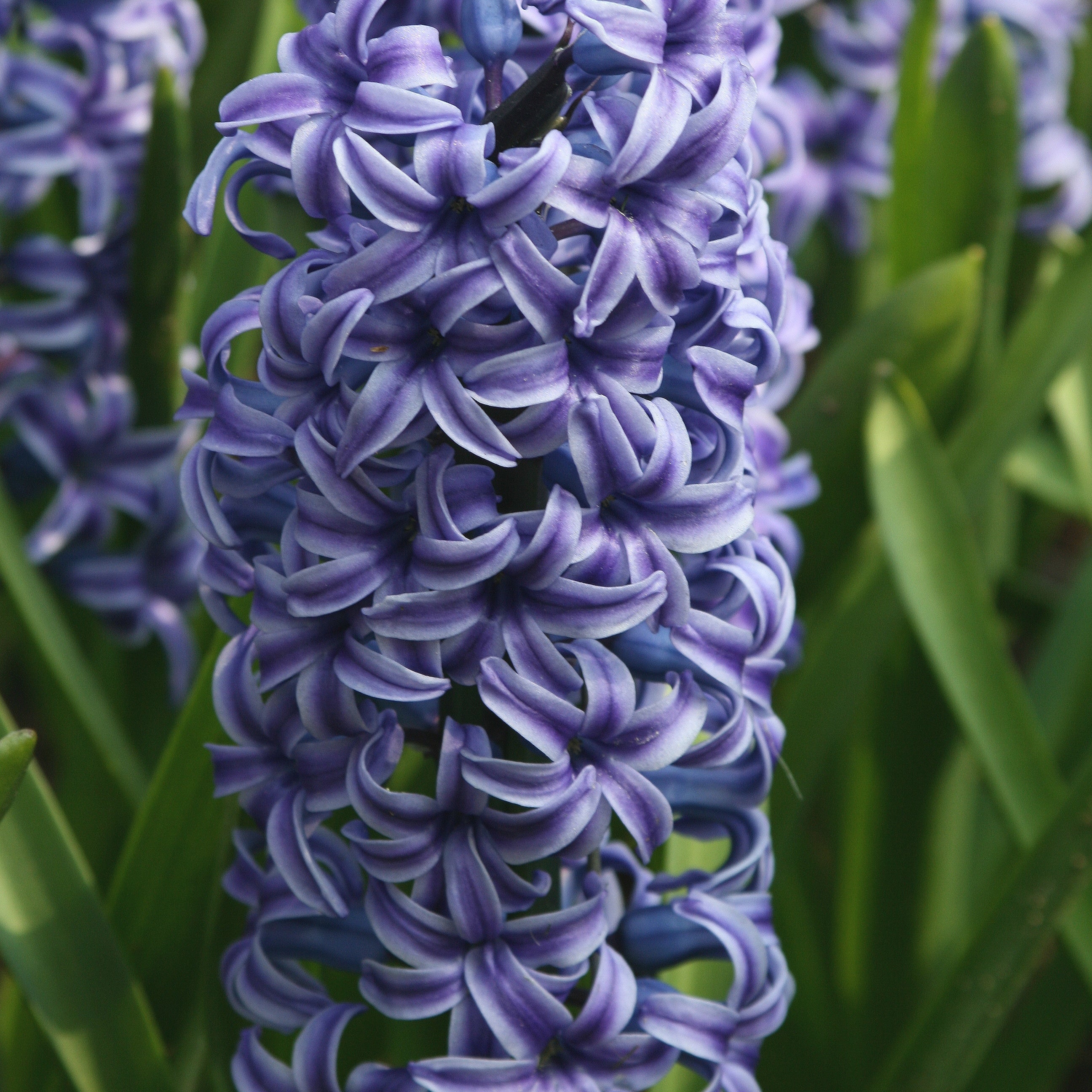 Miniatuur 2