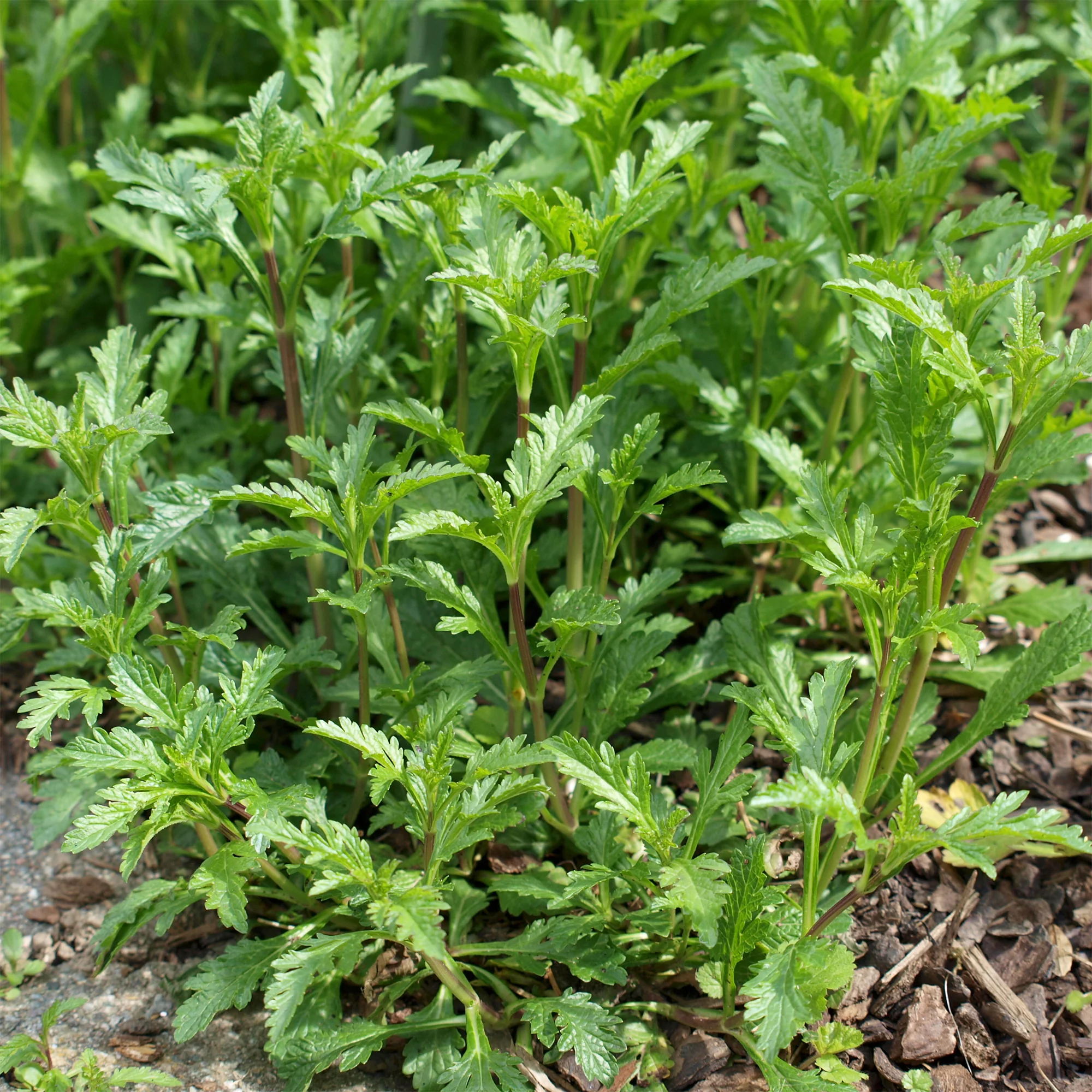 Miniatuur 1