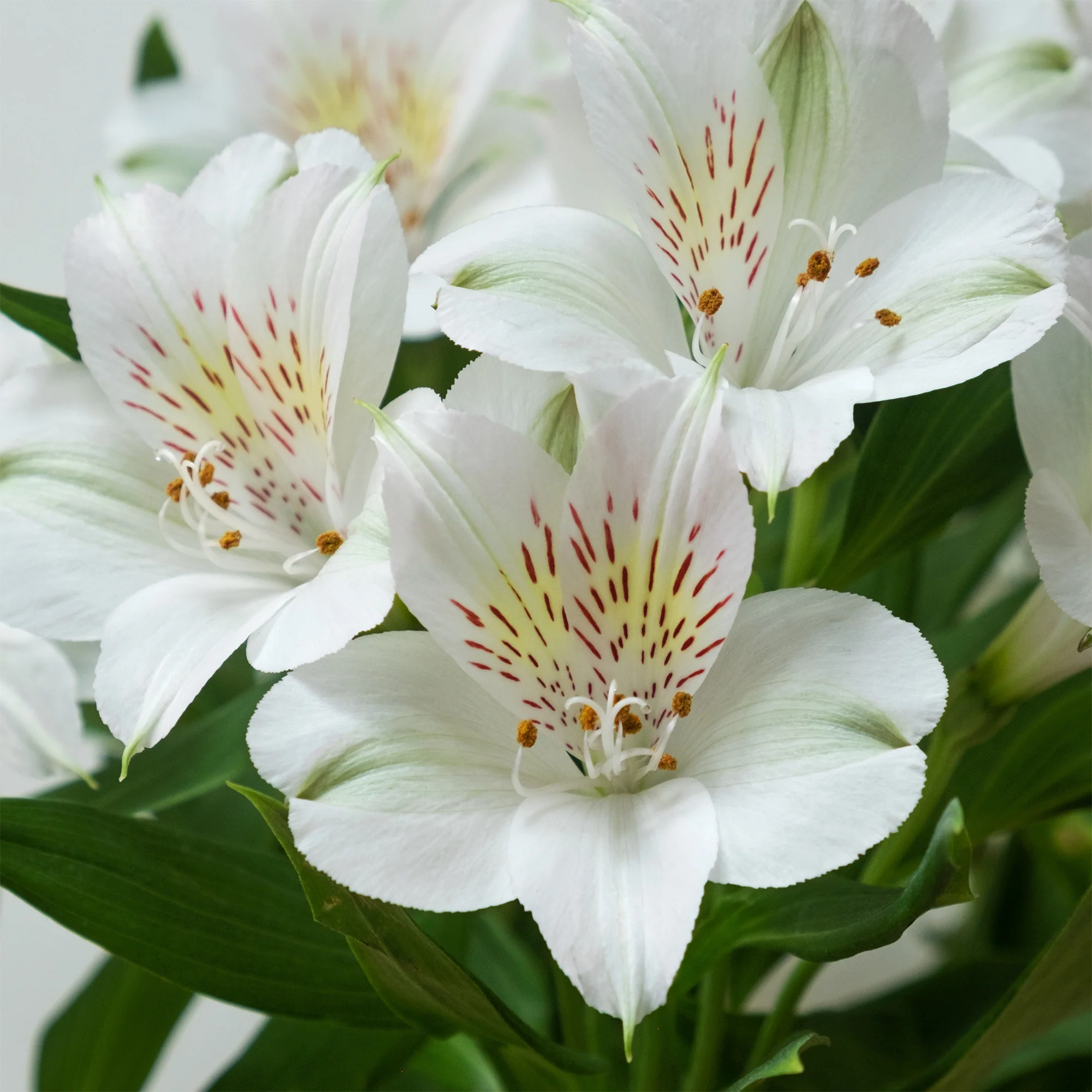 Miniatuur 2