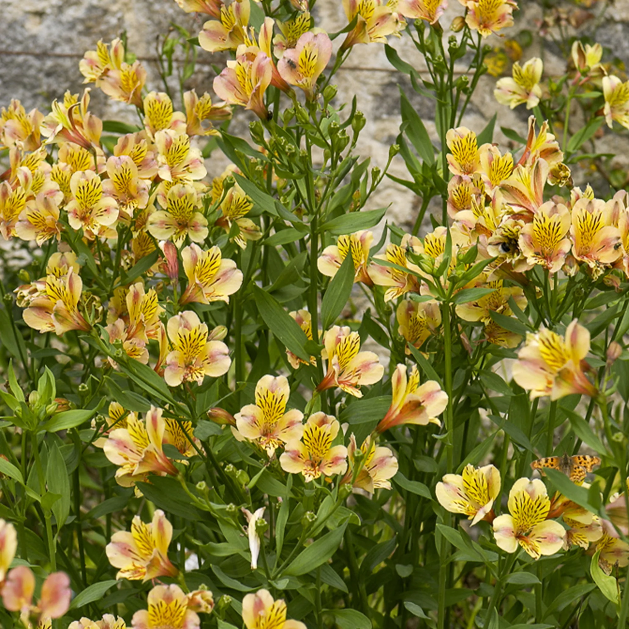 Miniatuur 1