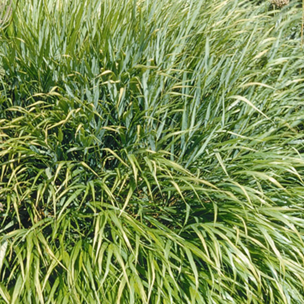 Productafbeelding 4