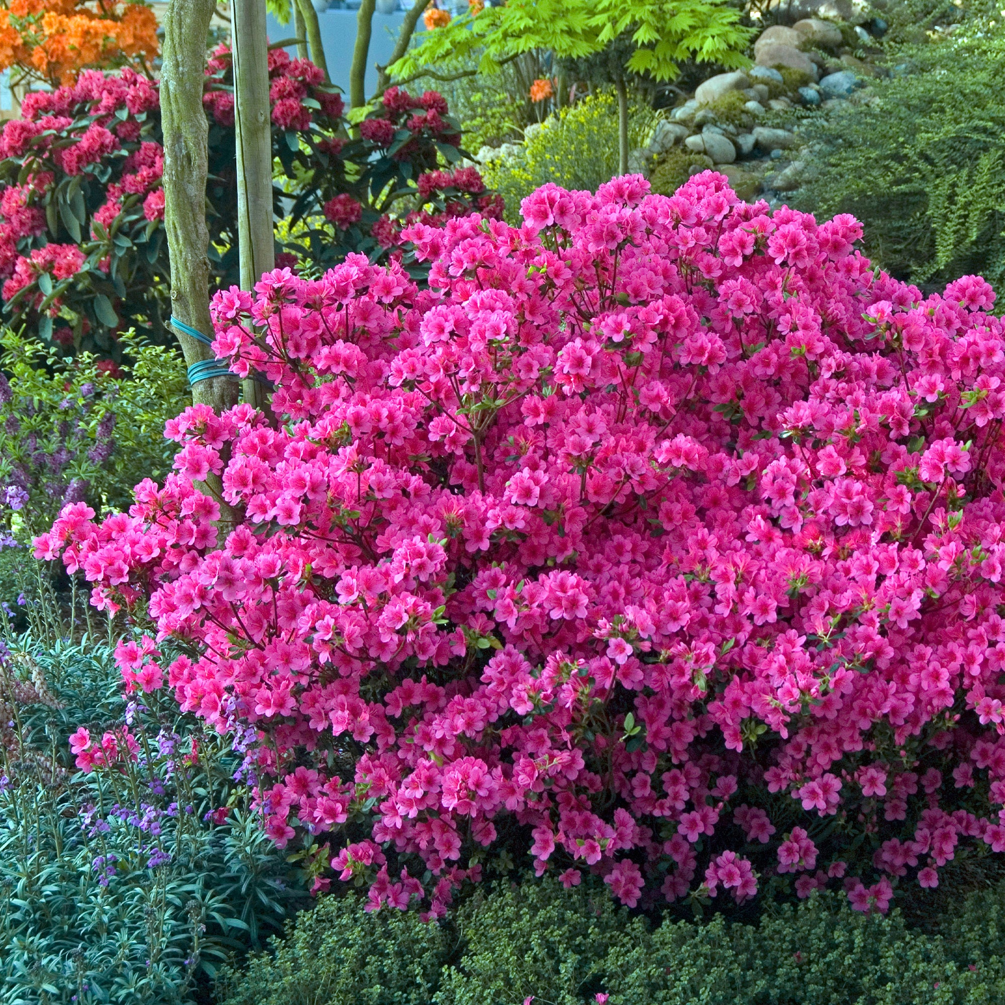 Miniatuur 2