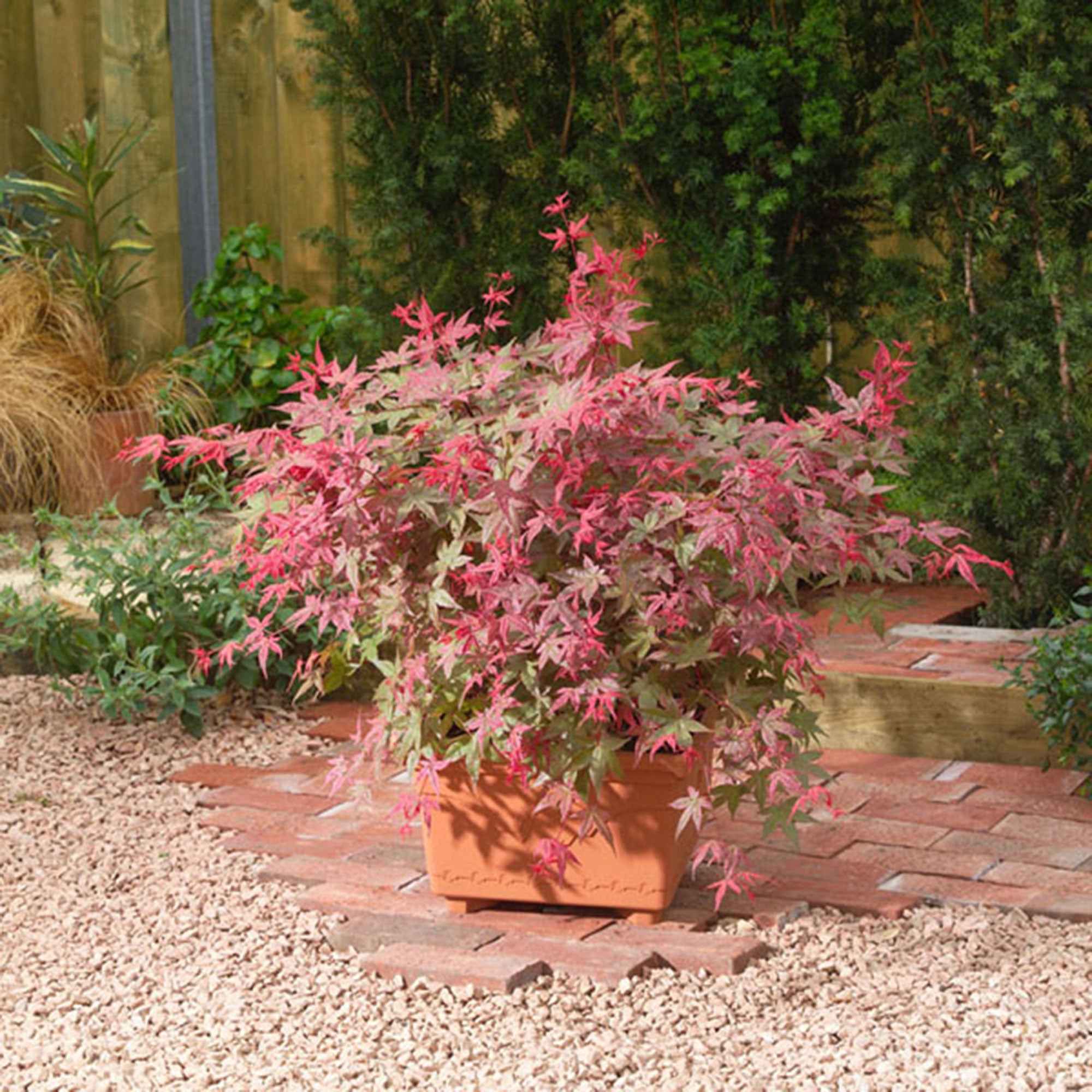 Miniatuur 1