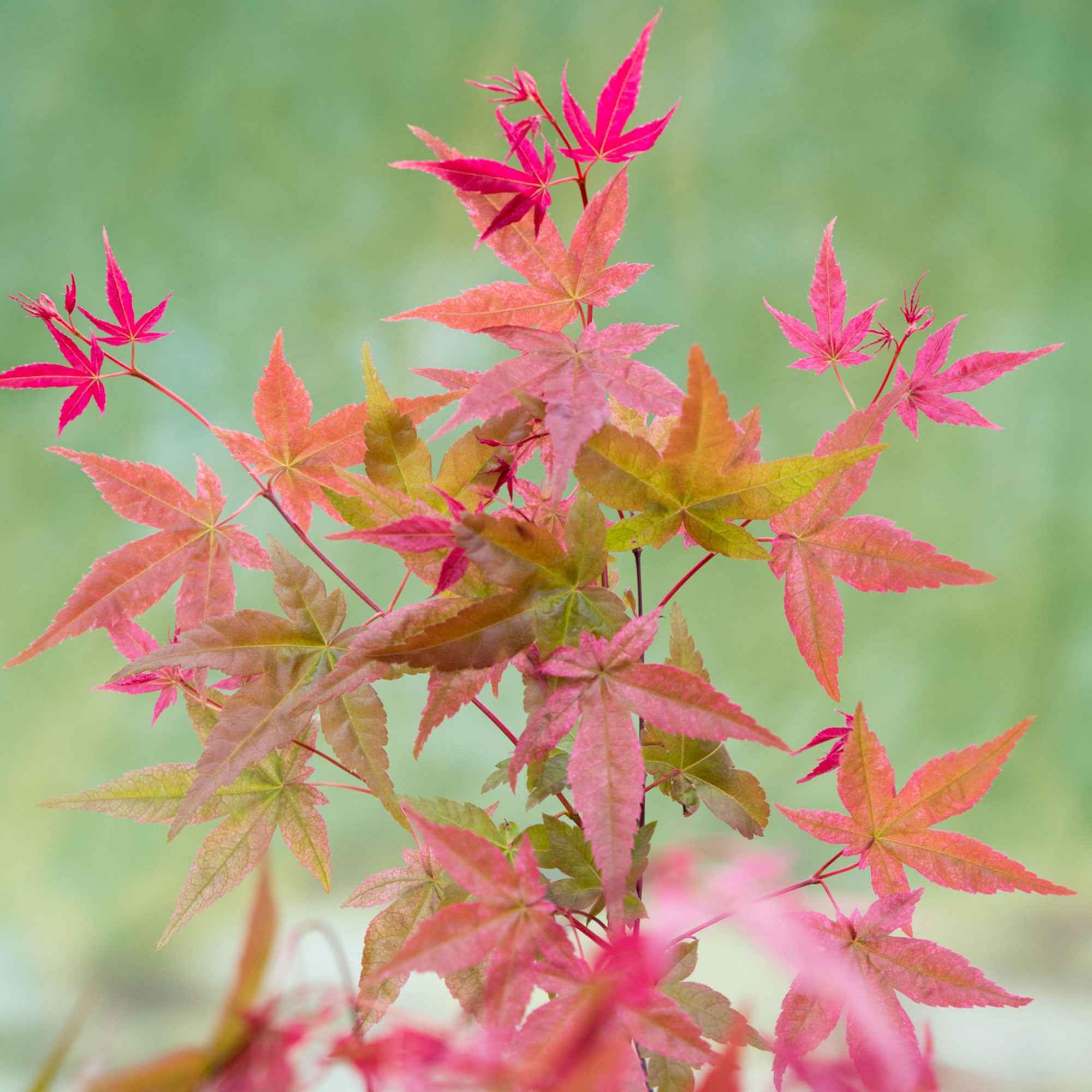 Miniatuur 2