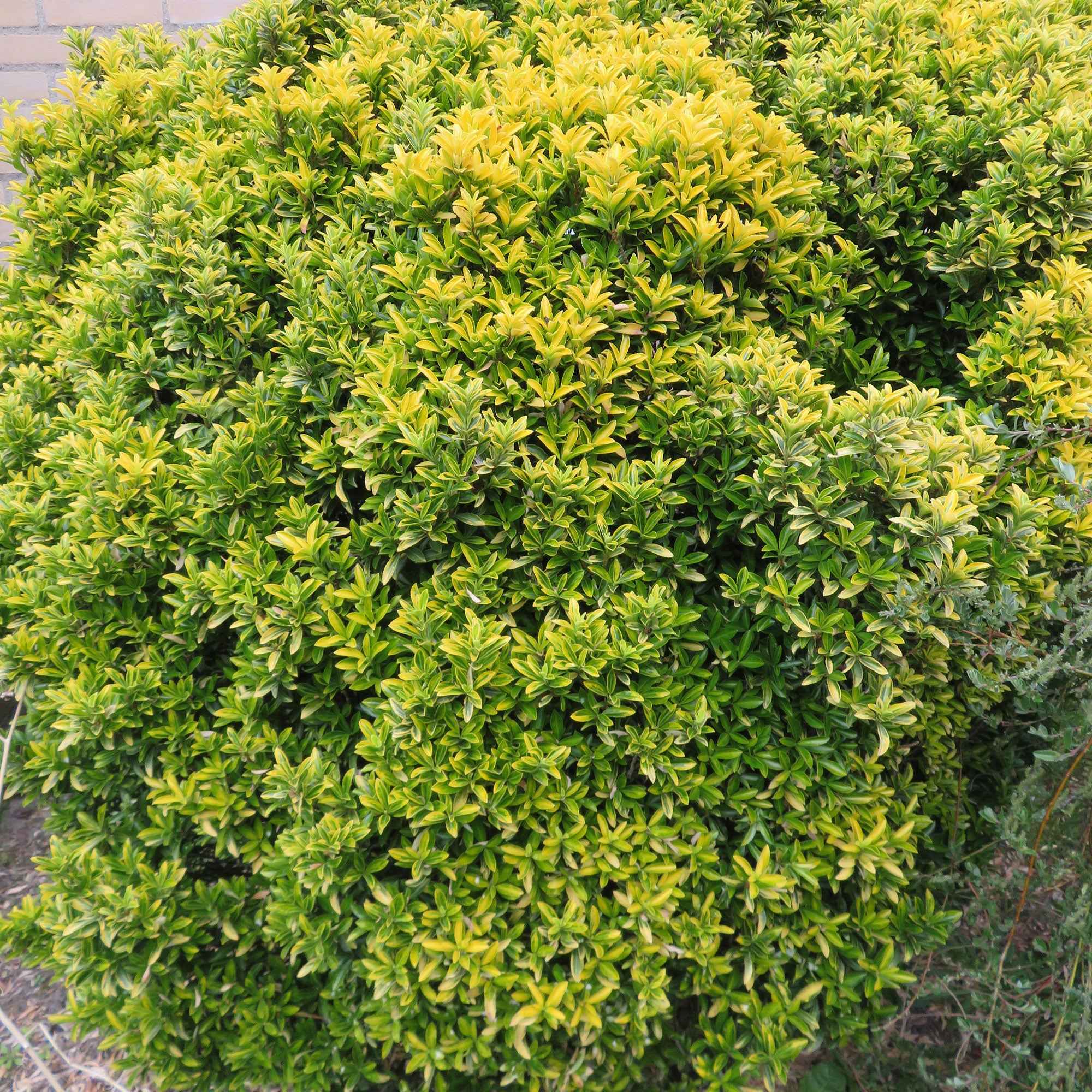 Miniatuur 1