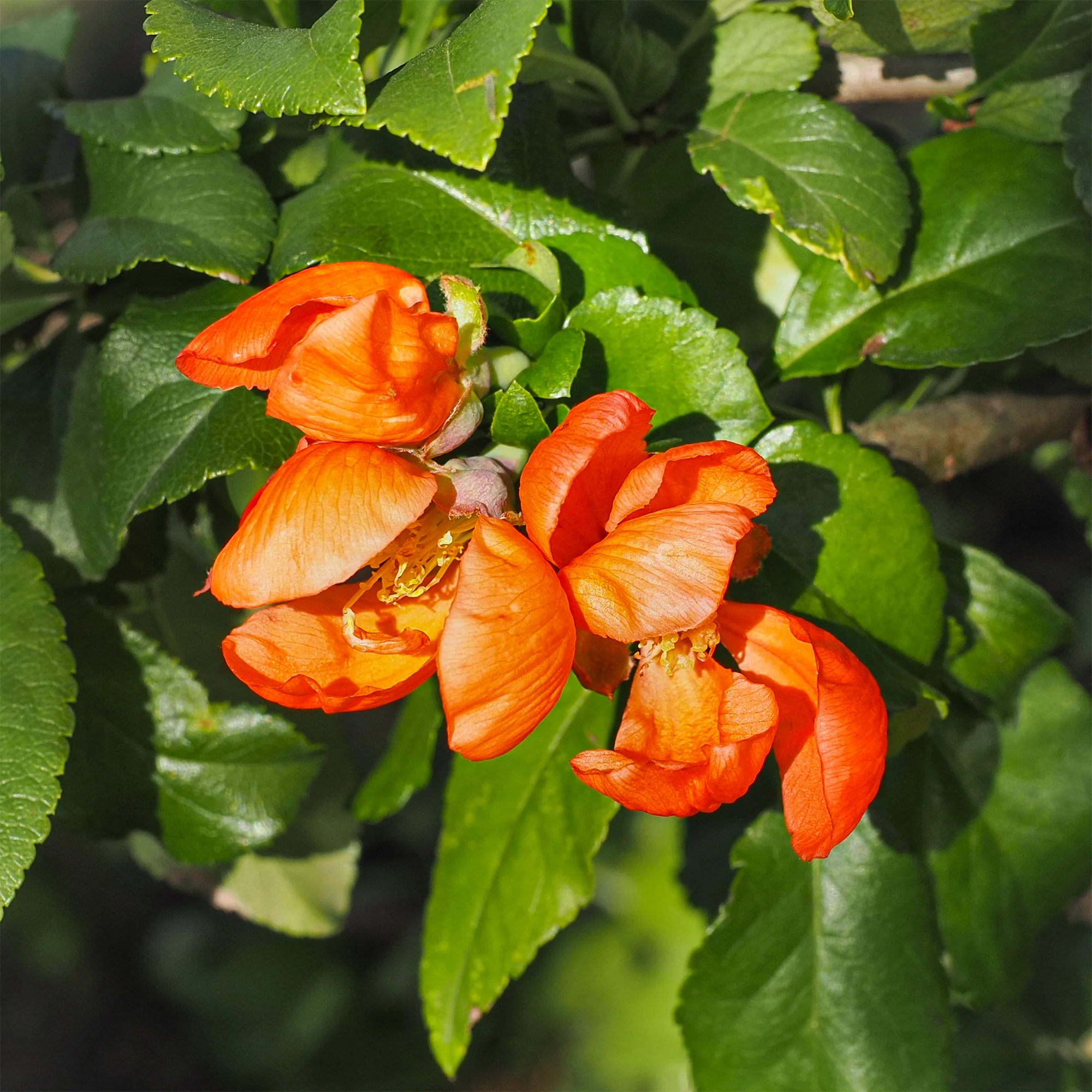 Miniatuur 1