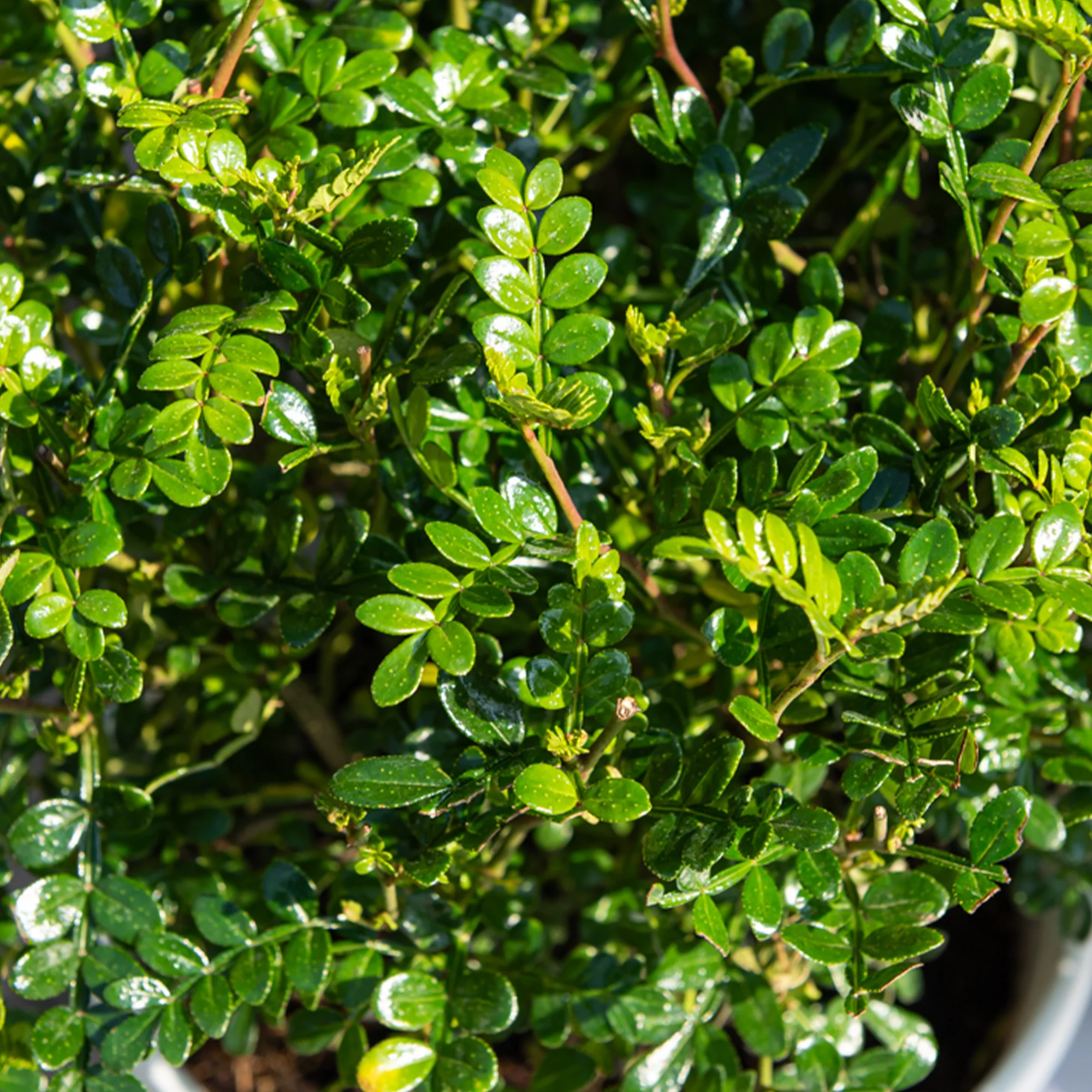 Miniatuur 1