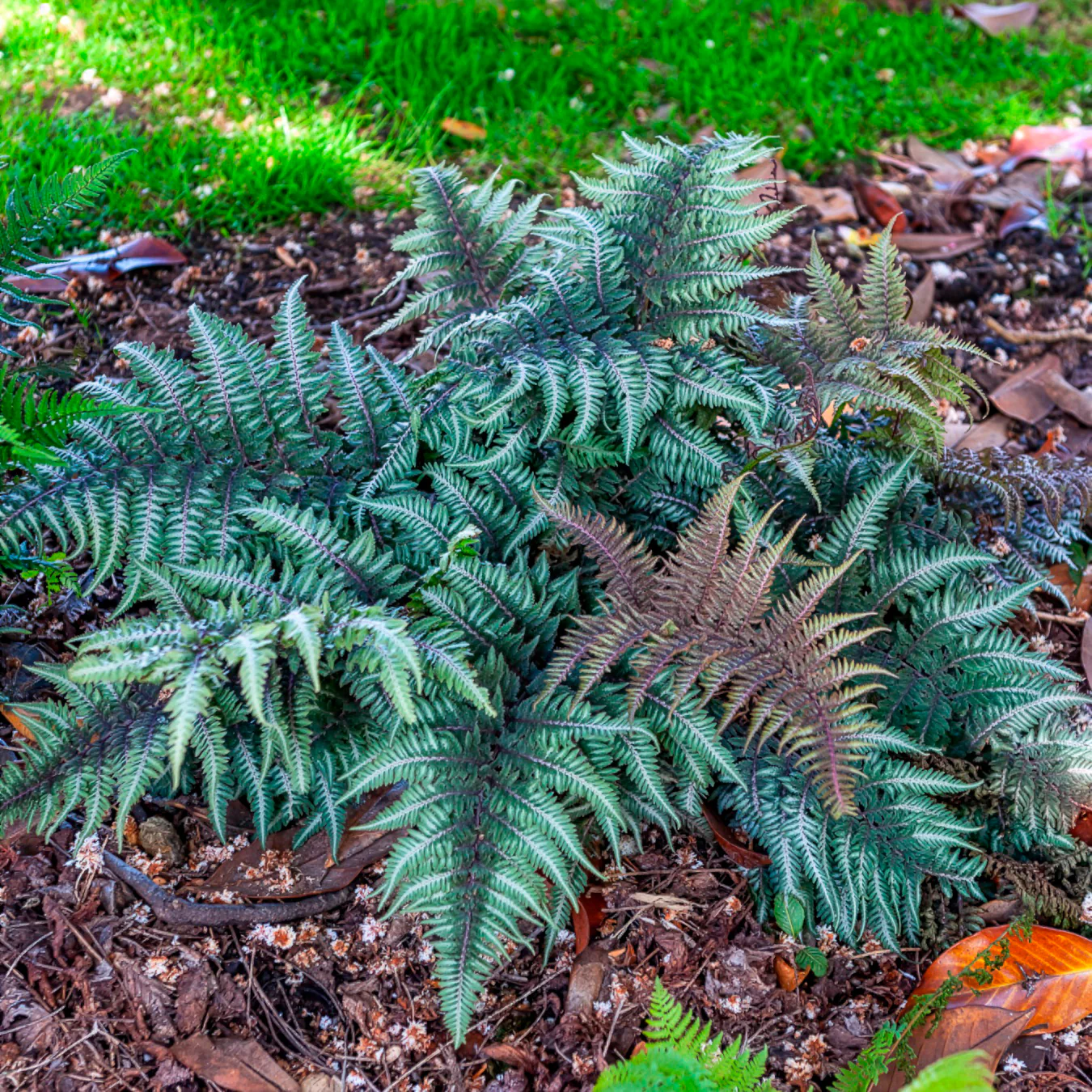 Miniatuur 1