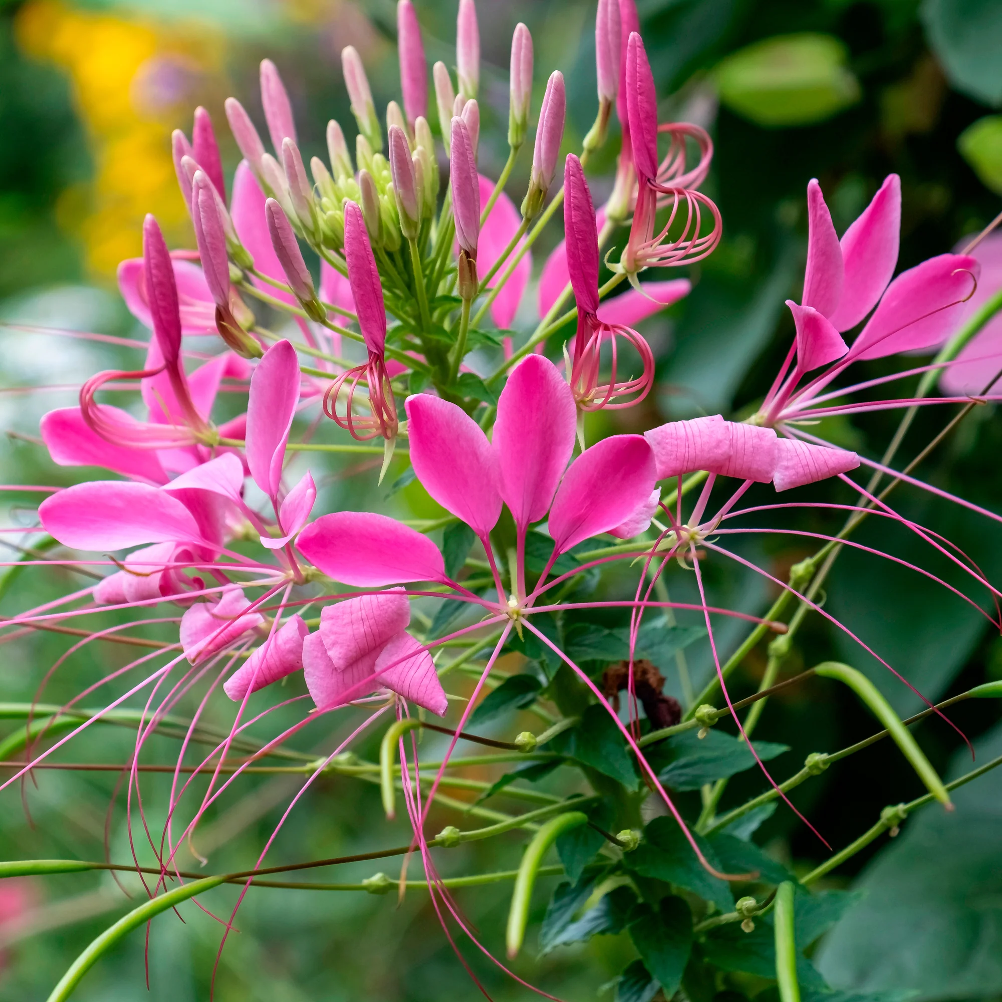 Miniatuur 2