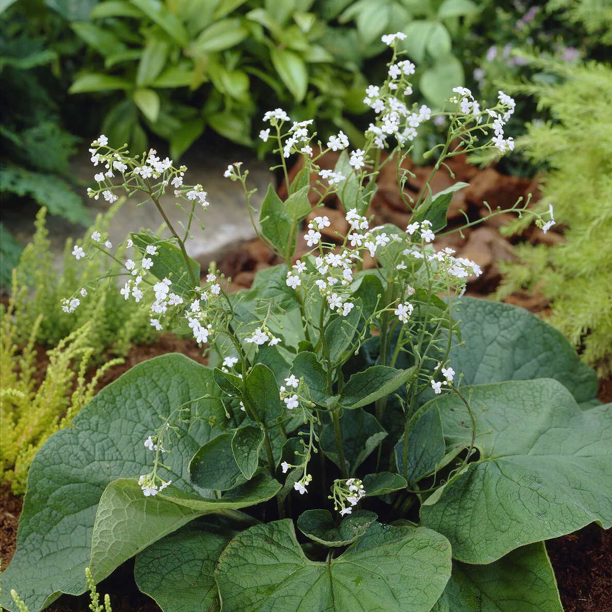 Miniatuur 1