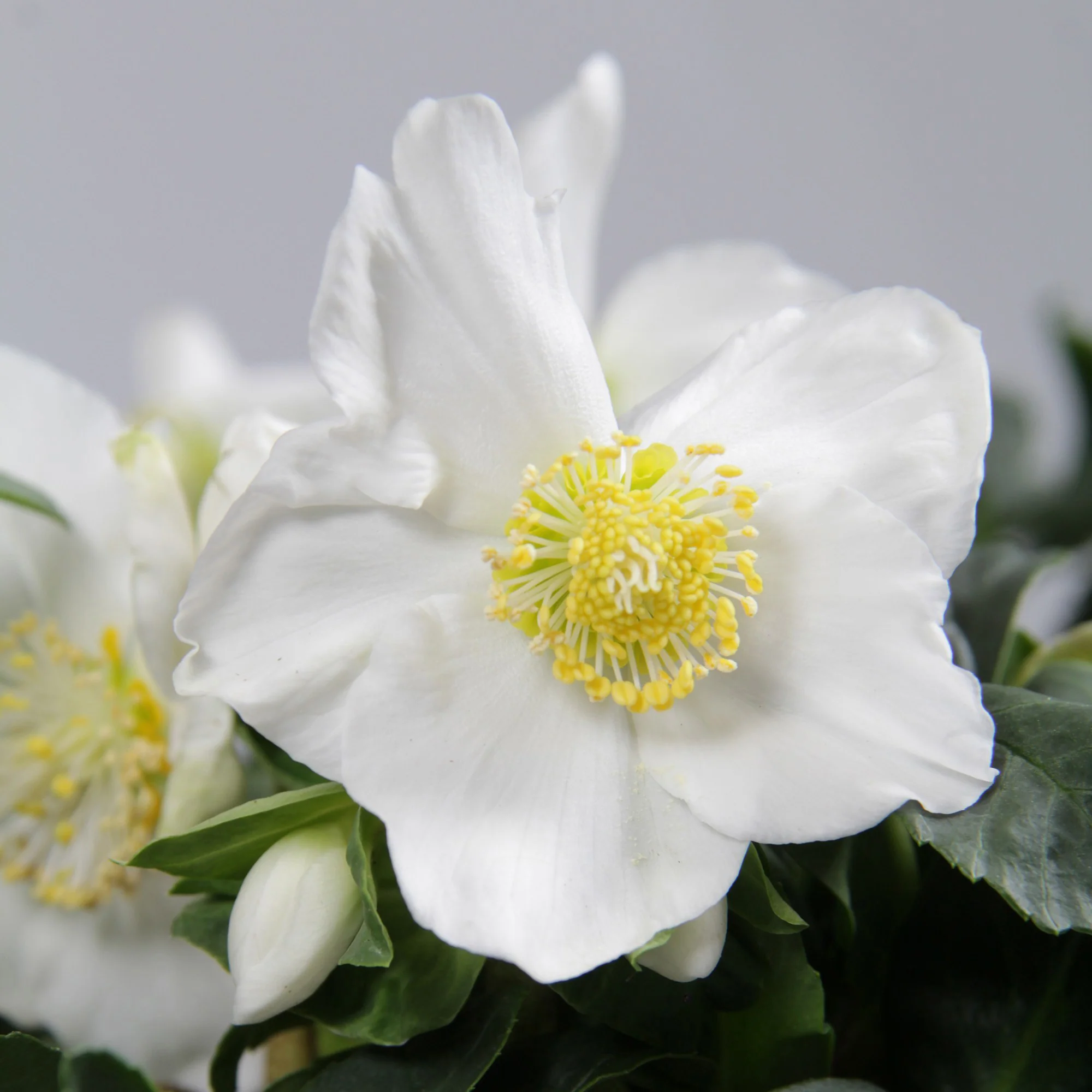 Miniatuur 2