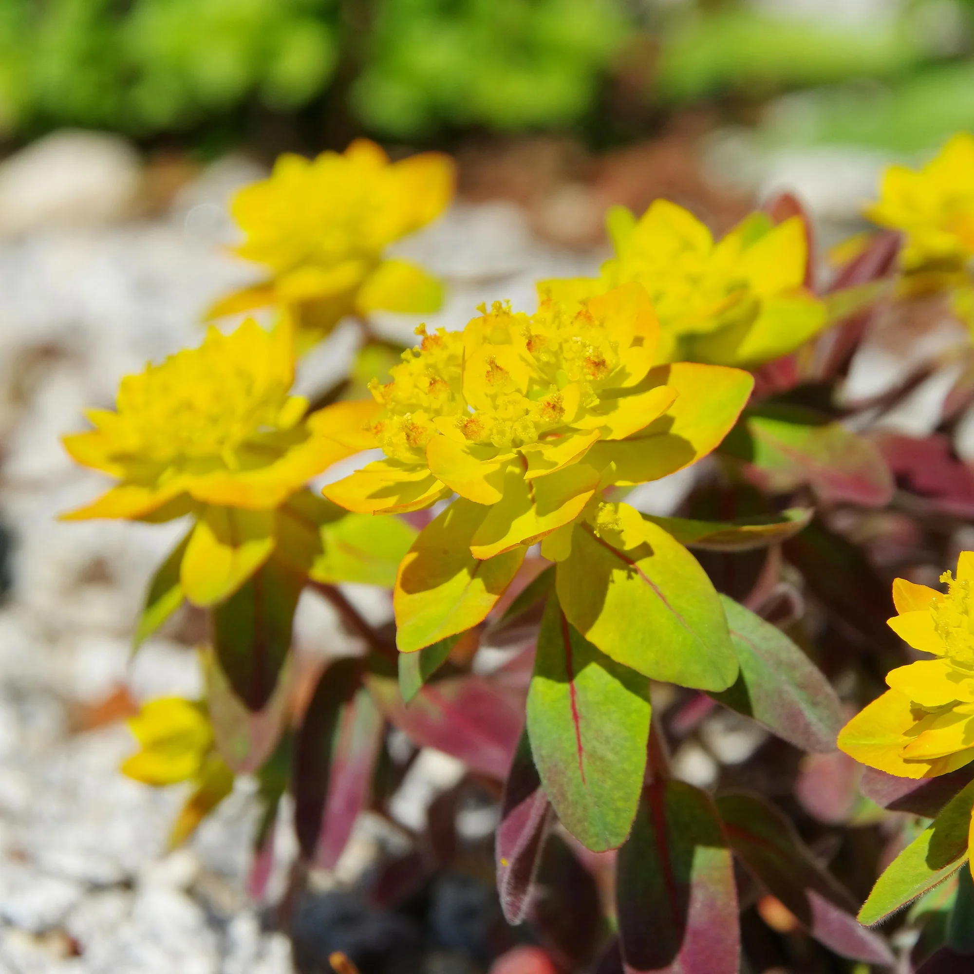 Miniatuur 1