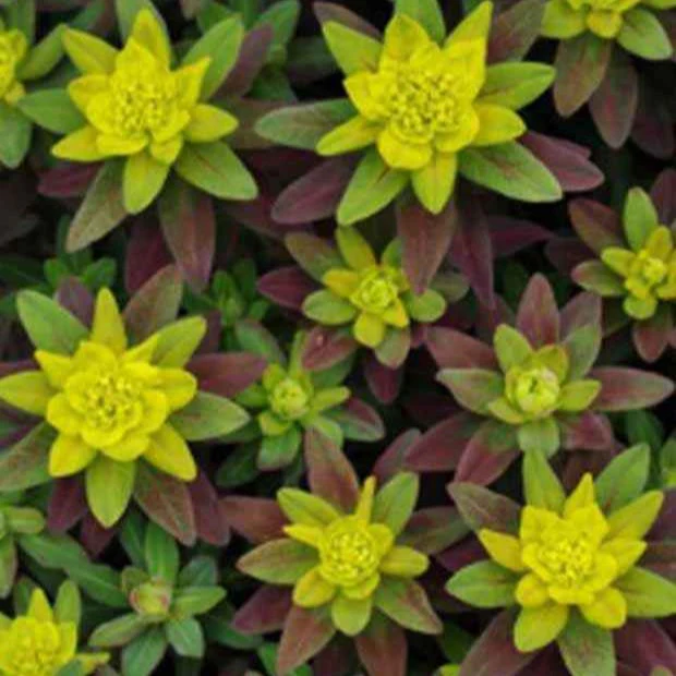 Miniatuur 2