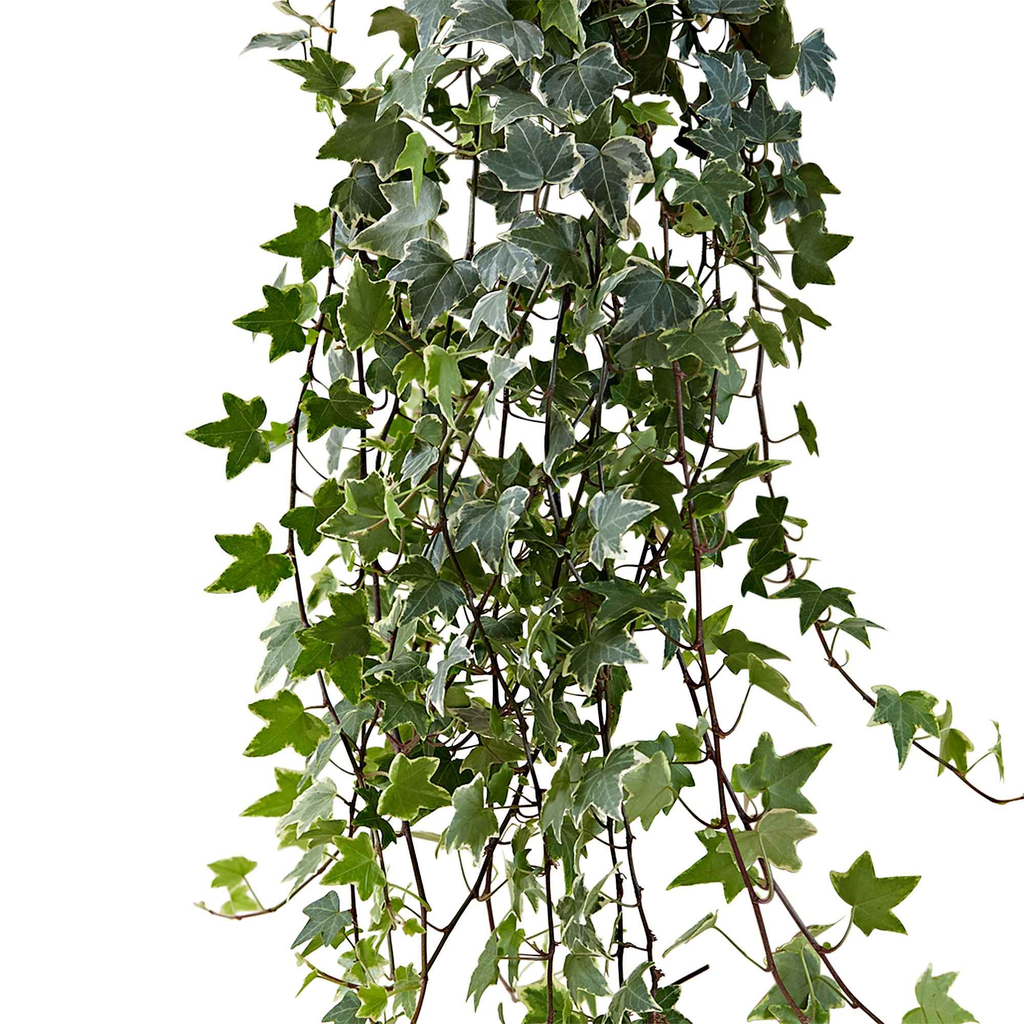 Miniatuur 2