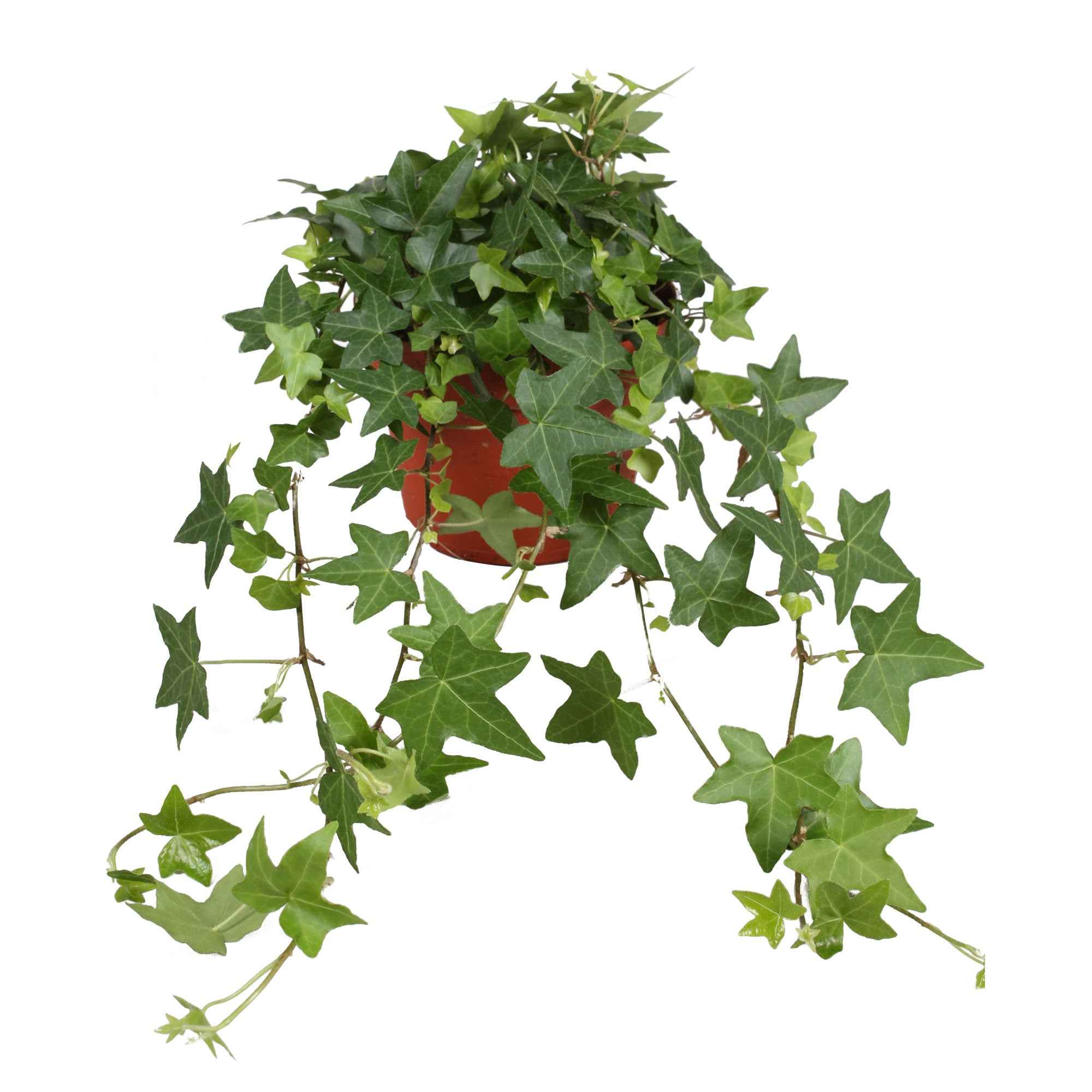 Miniatuur 2