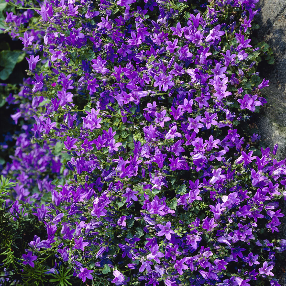Miniatuur 1