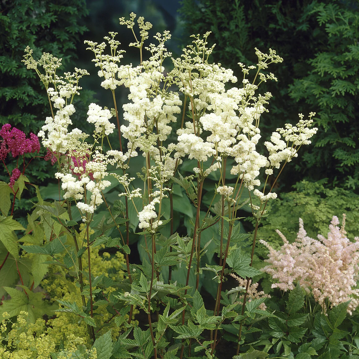 Miniatuur 2