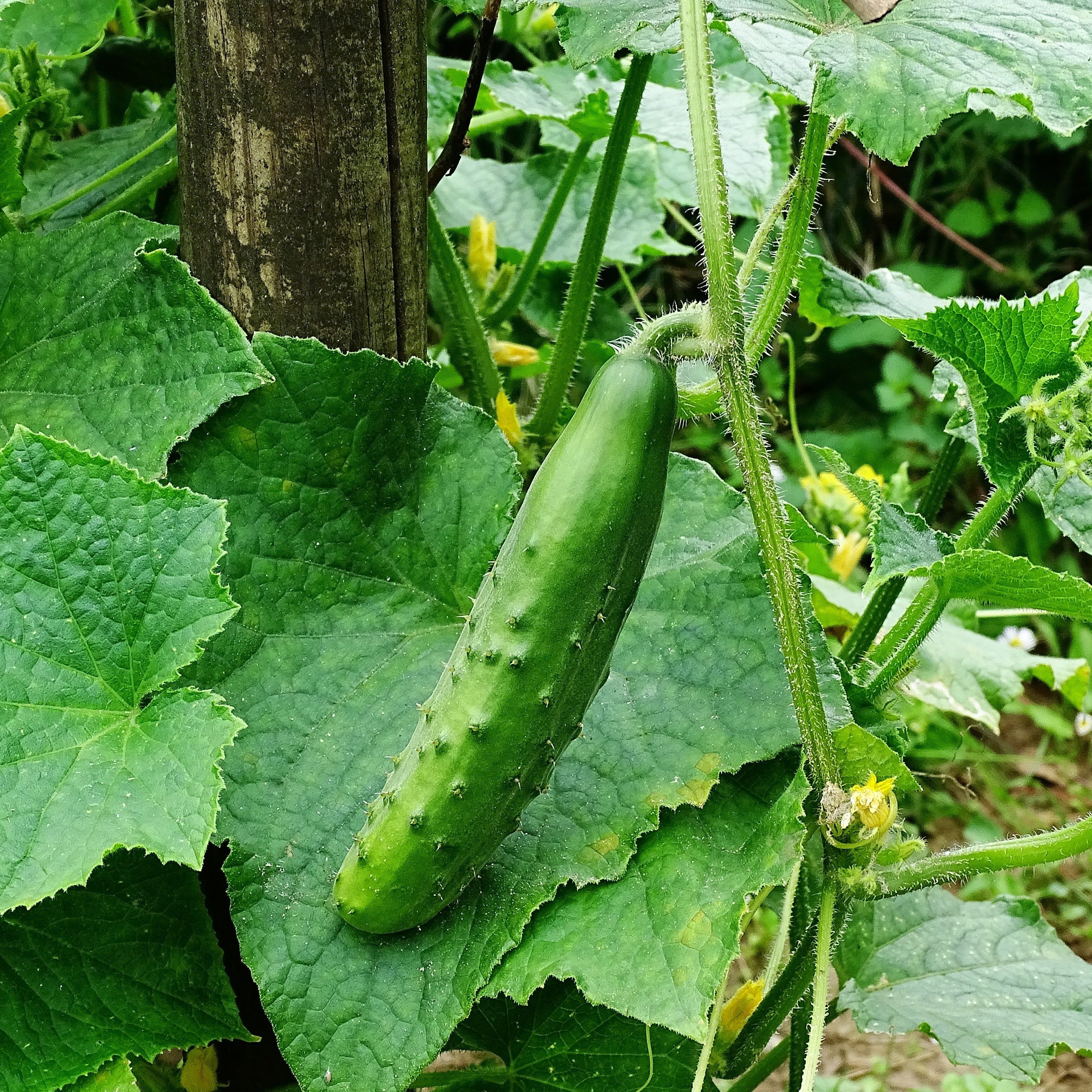 Miniatuur 1
