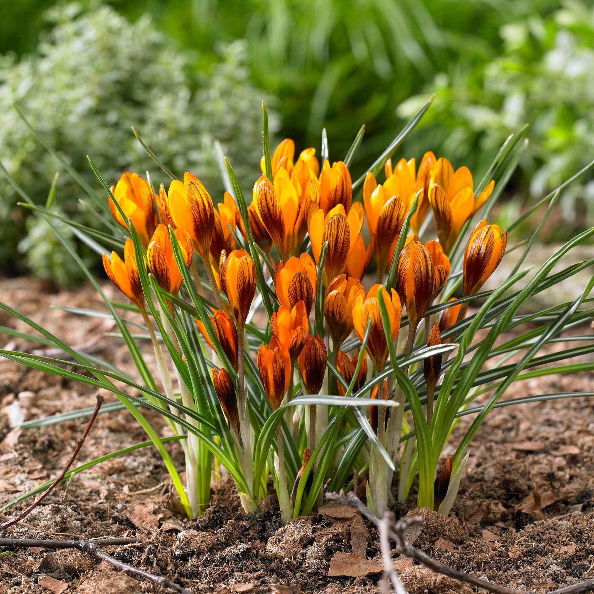 Miniatuur 2