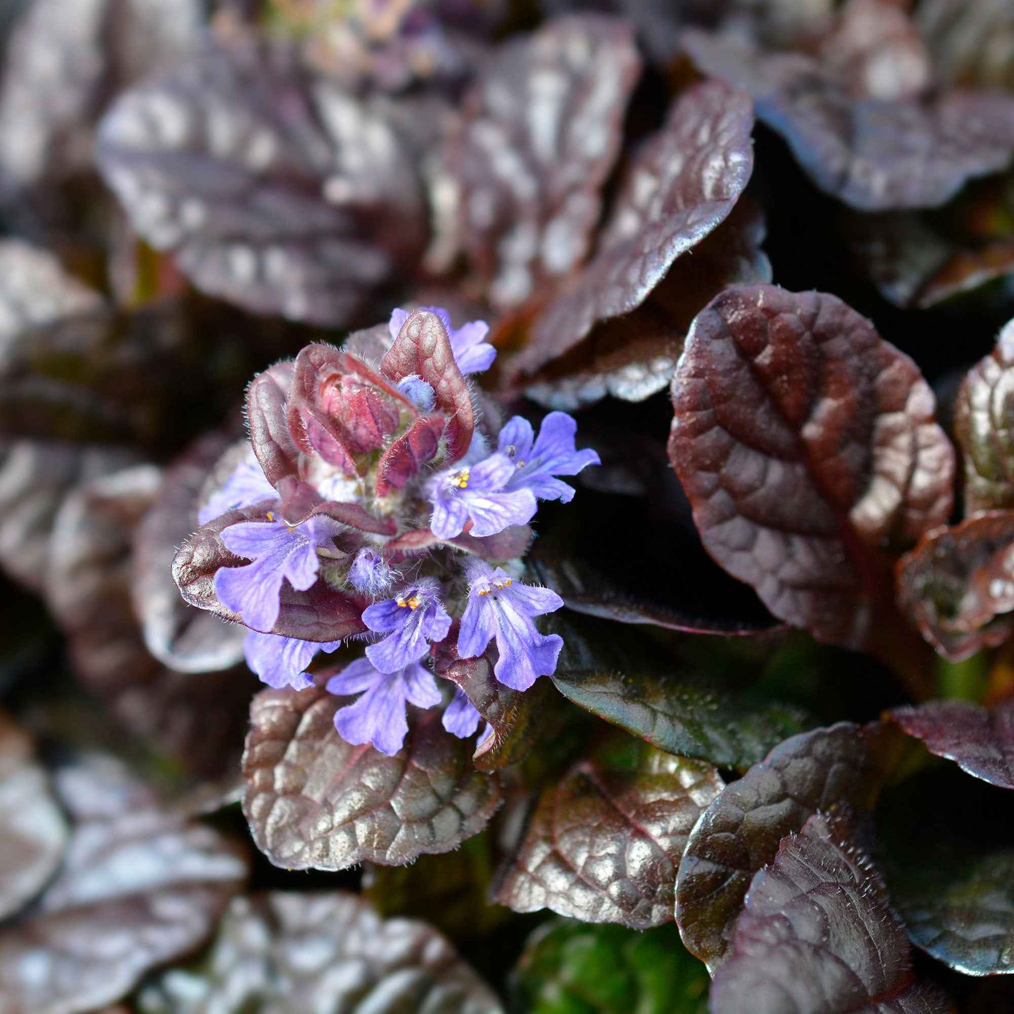 Miniatuur 2