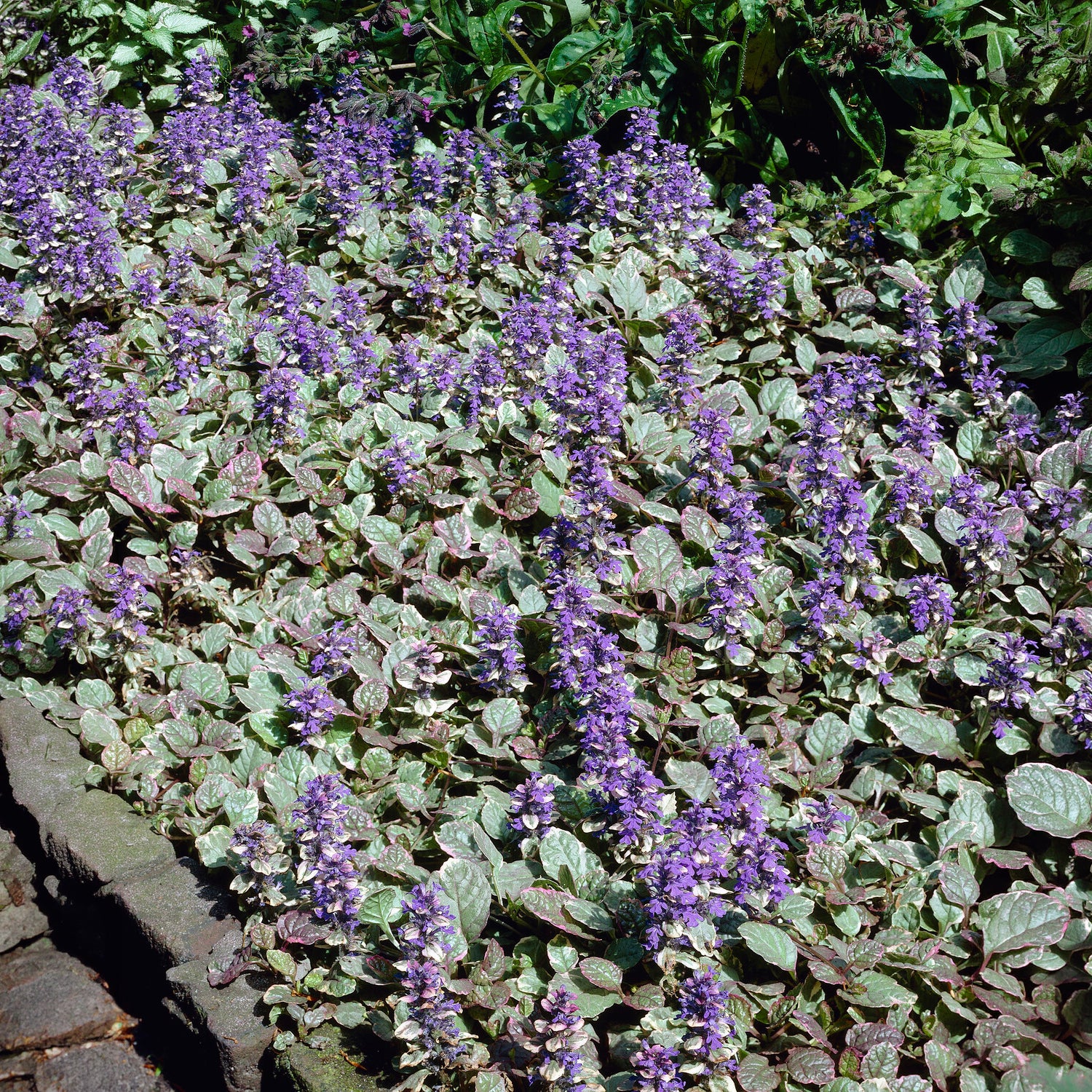 Miniatuur 1