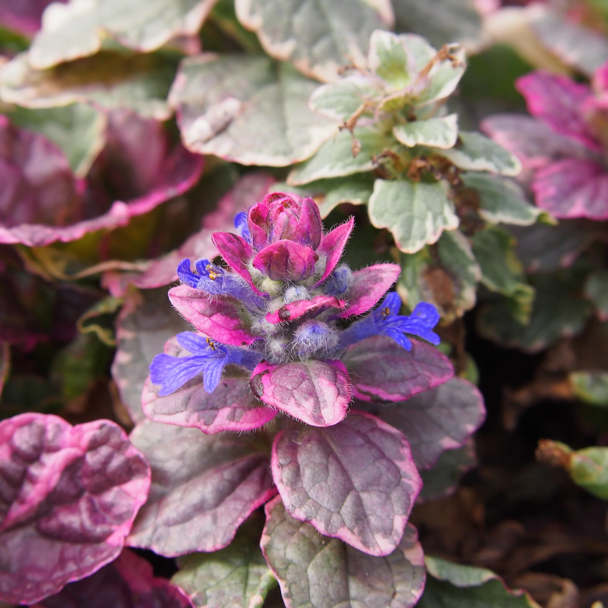 Miniatuur 2